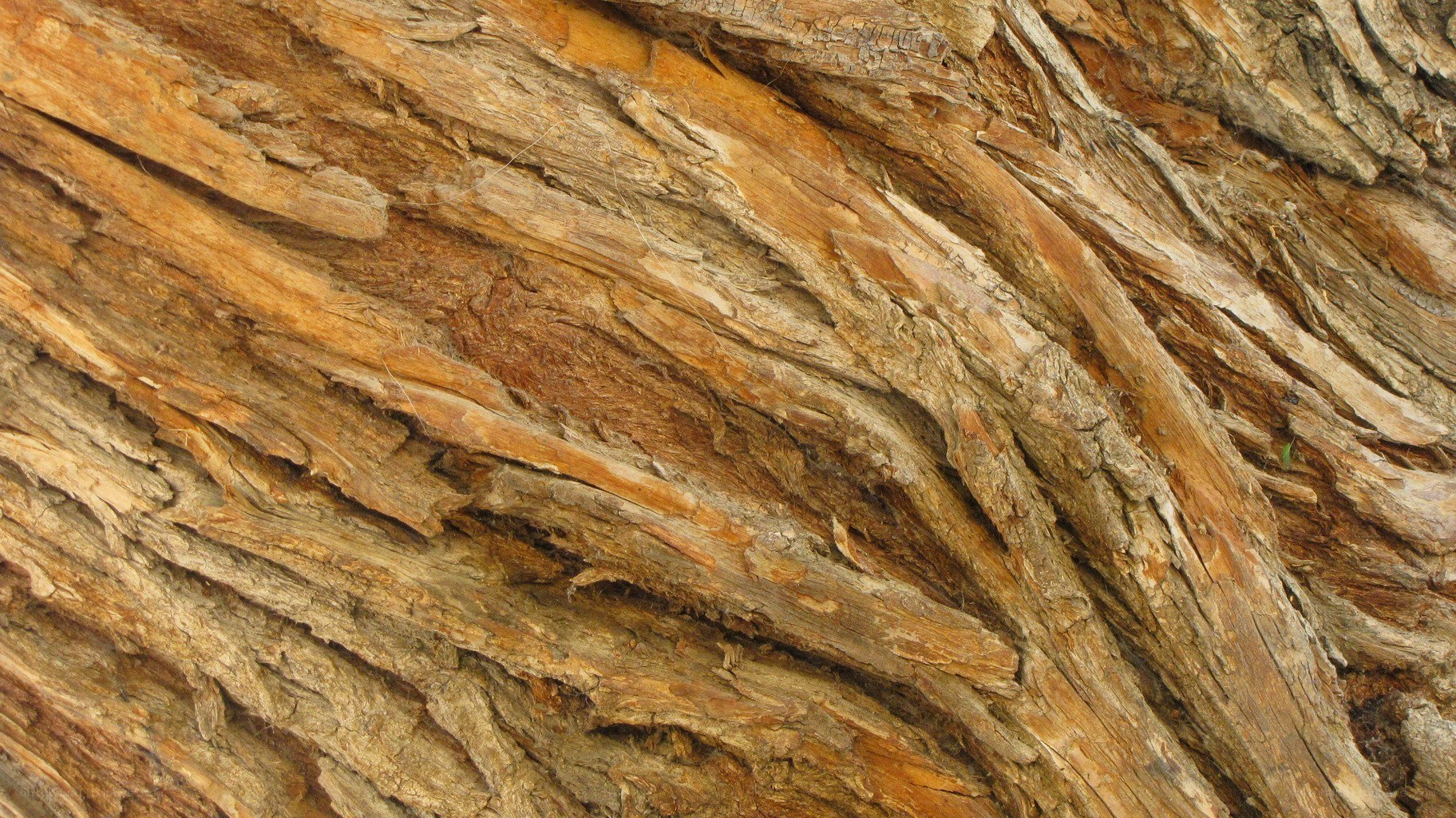 close-up of tree bark texture