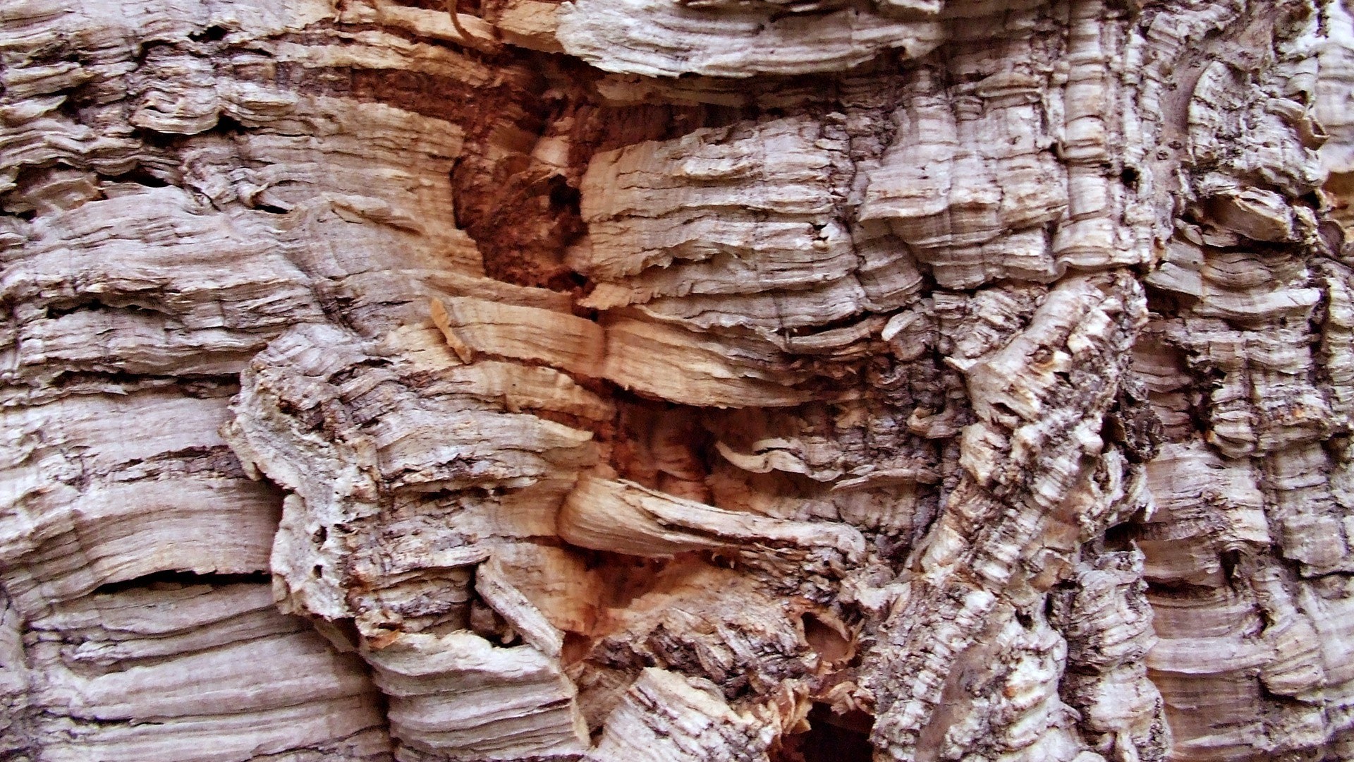 close-up of tree bark texture