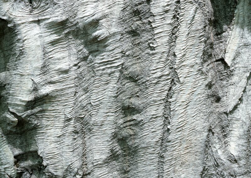 close-up of tree bark texture