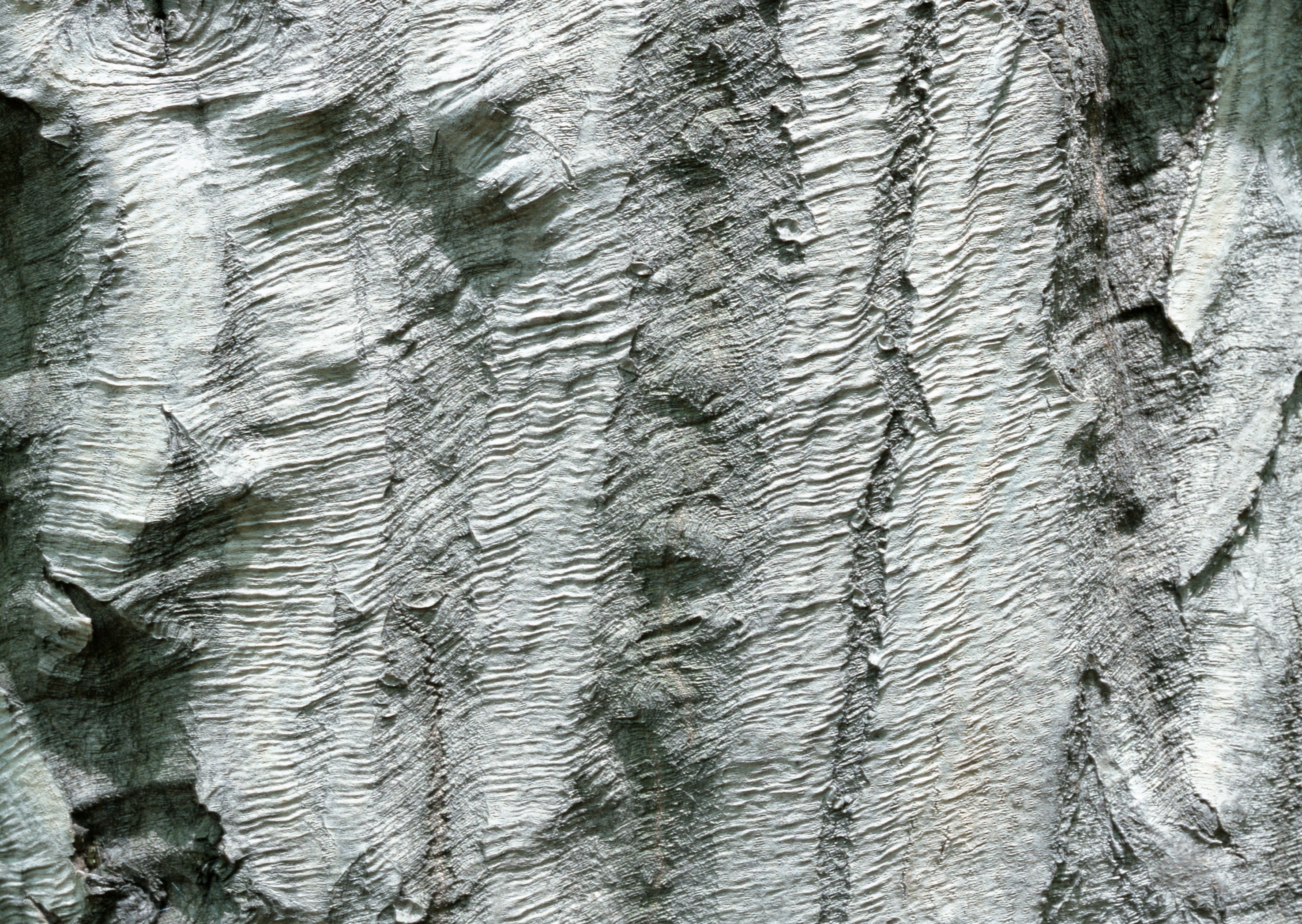 close-up of tree bark texture