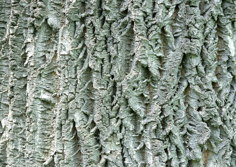 close-up of tree bark texture