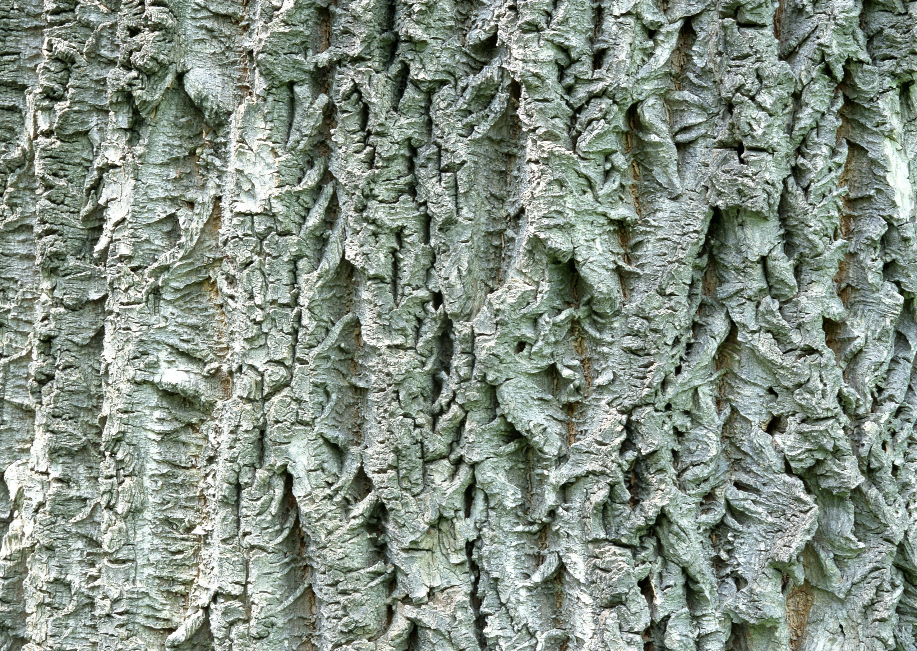 close-up of tree bark texture