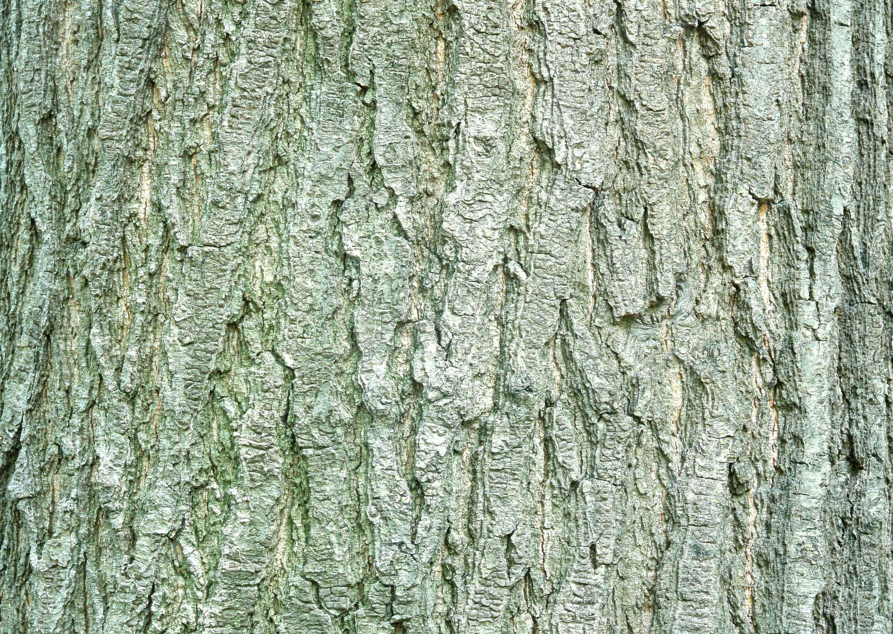 close-up of tree bark texture