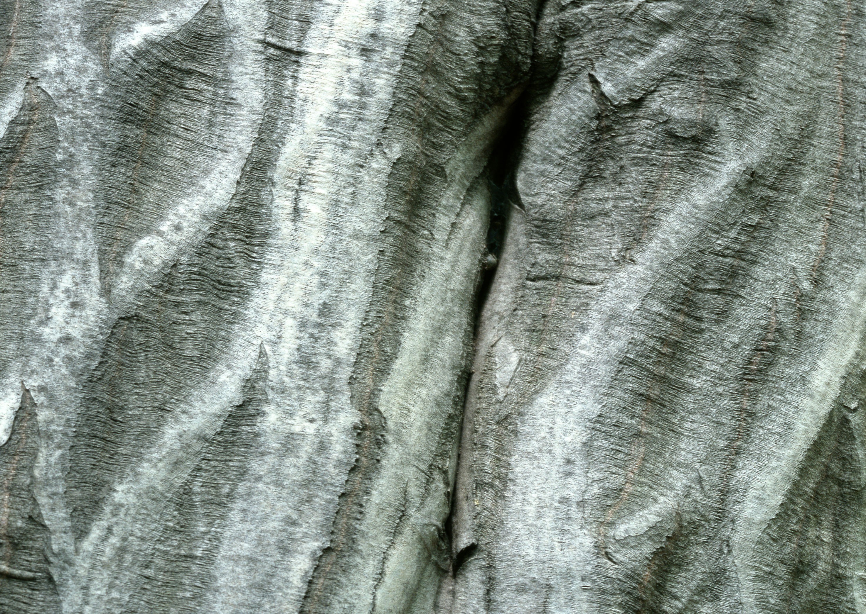 close-up of tree bark texture