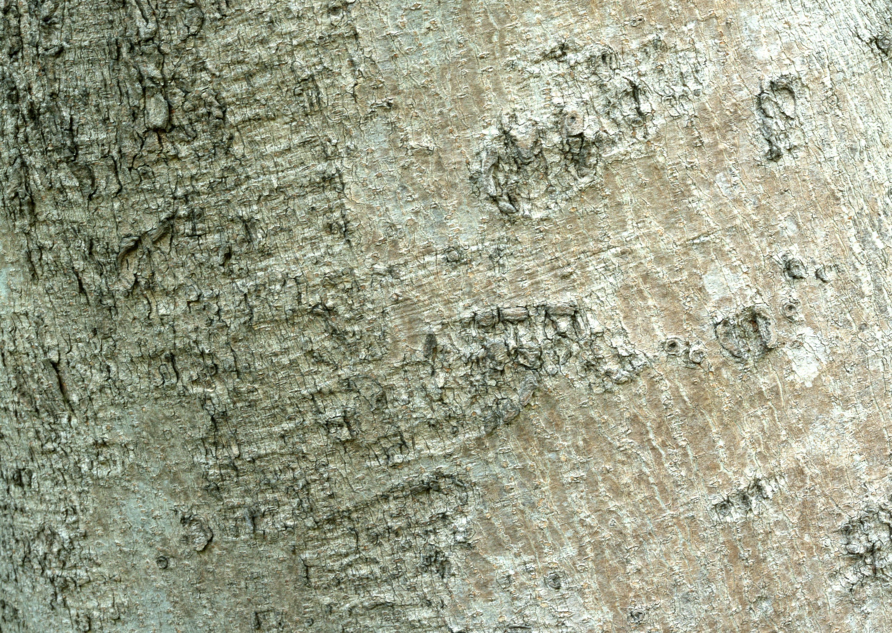 close-up of tree bark texture