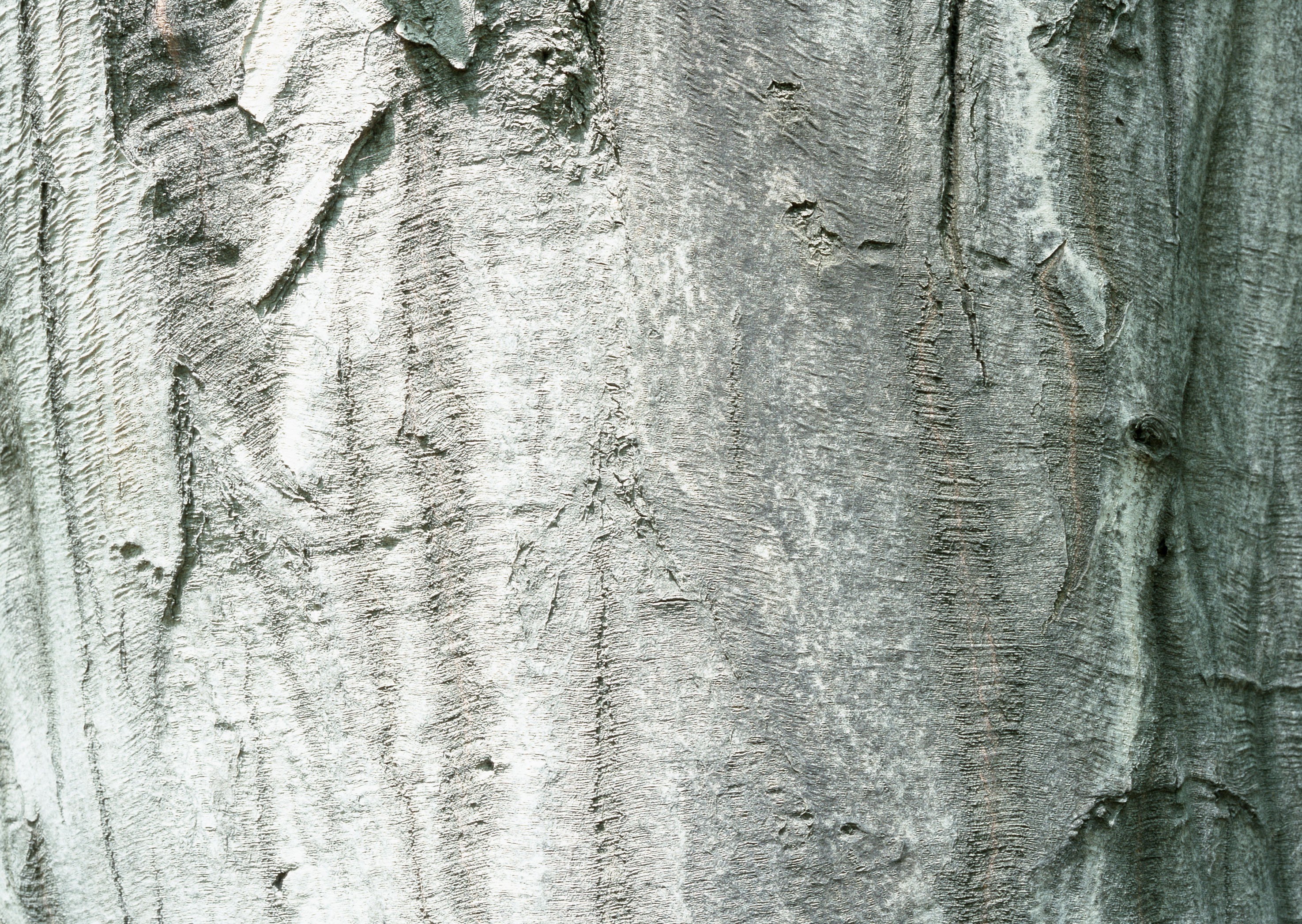 close-up of tree bark texture
