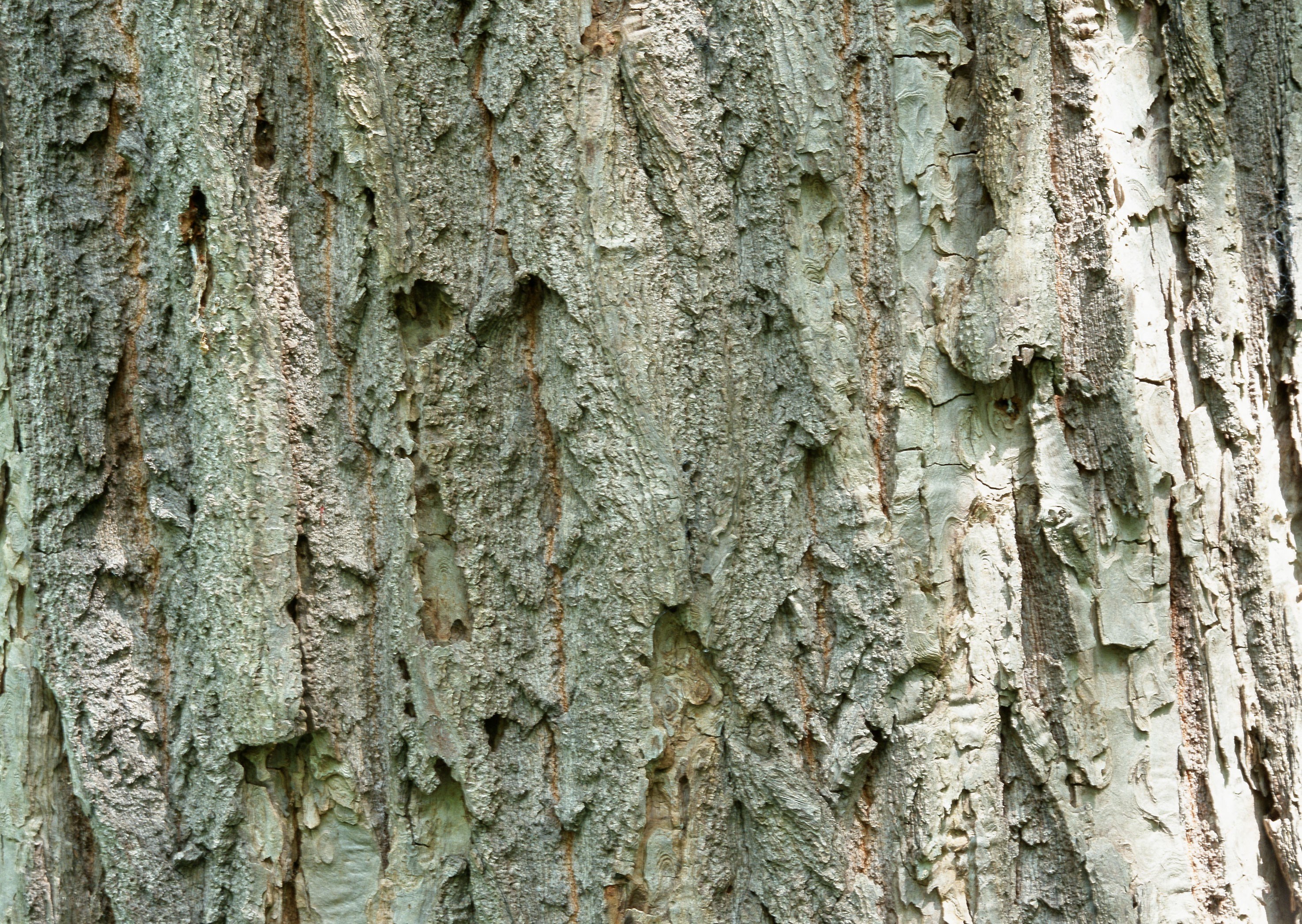close-up of tree bark texture