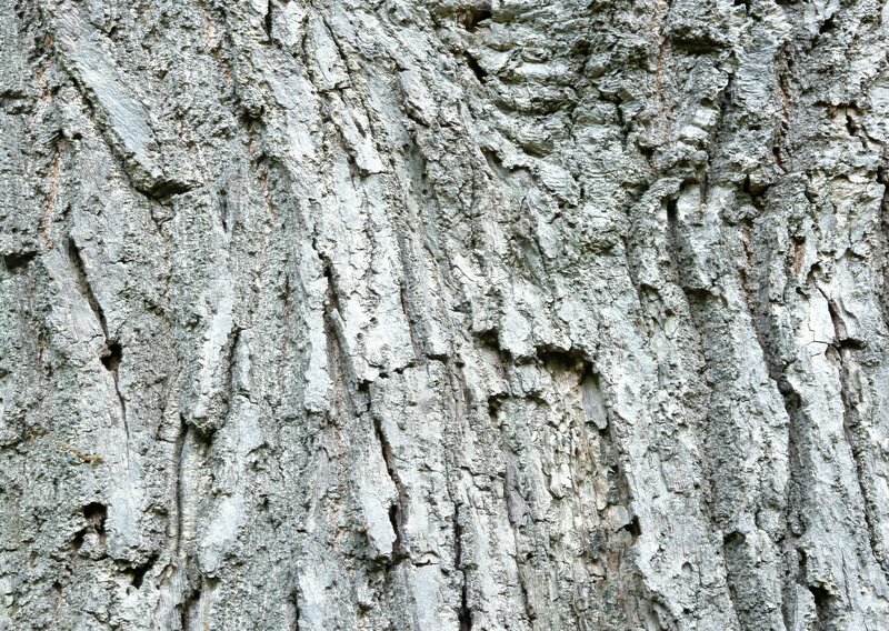 close-up of tree bark texture