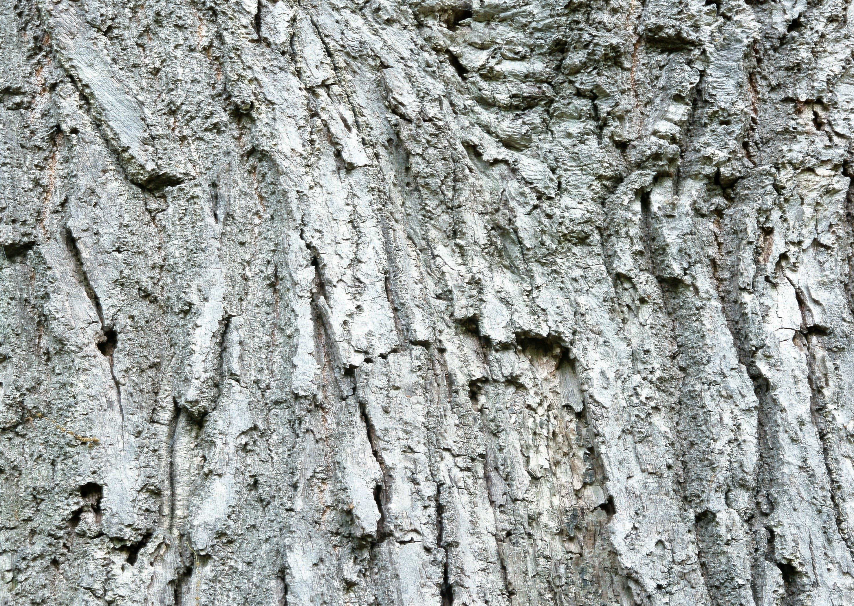 close-up of tree bark texture