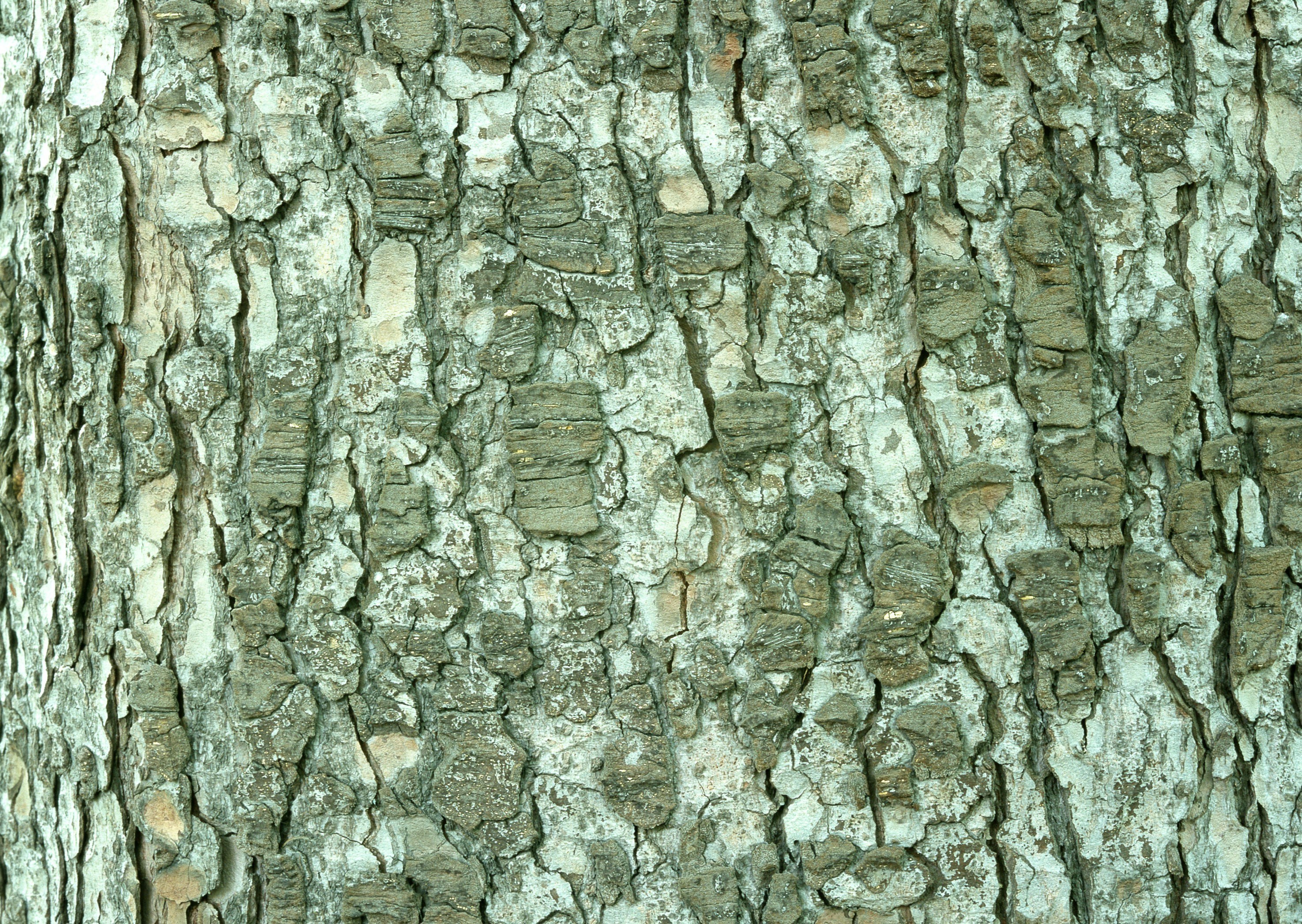 close-up of tree bark texture
