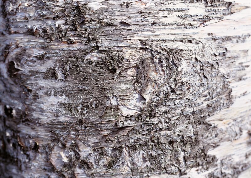 close-up of tree bark texture