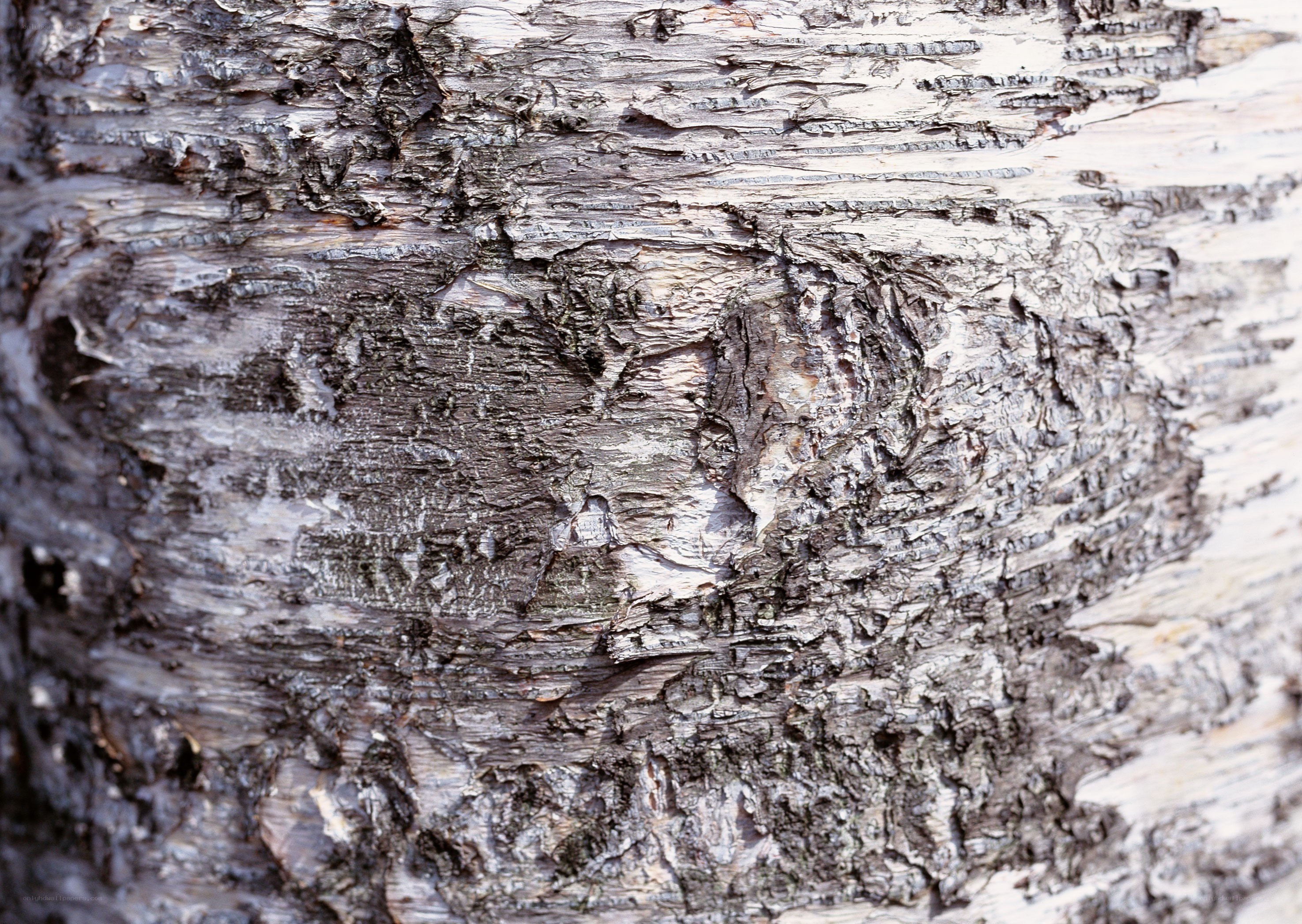 close-up of tree bark texture