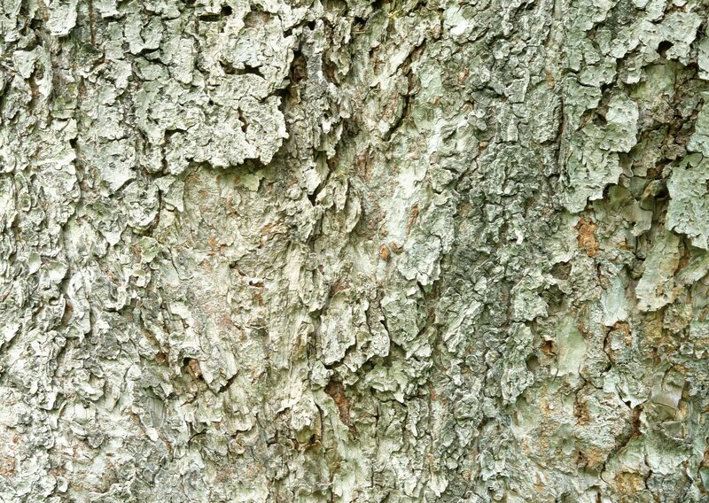 close-up of tree bark texture