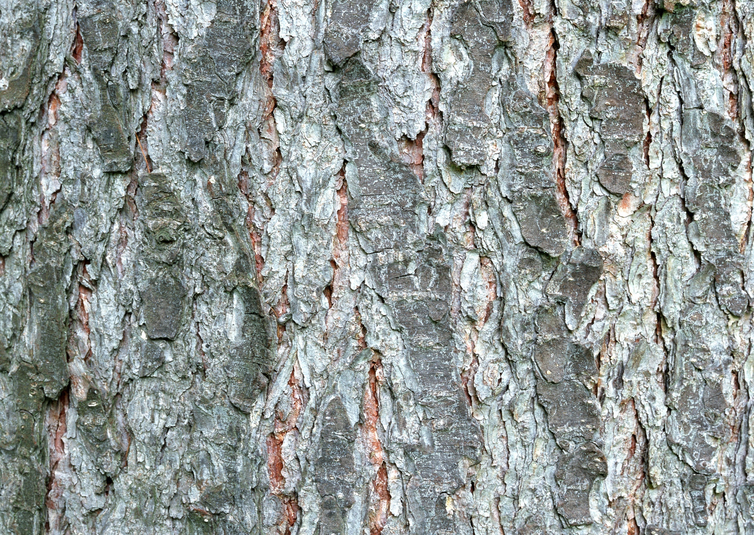 close-up of tree bark texture