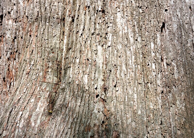 close-up of tree bark texture