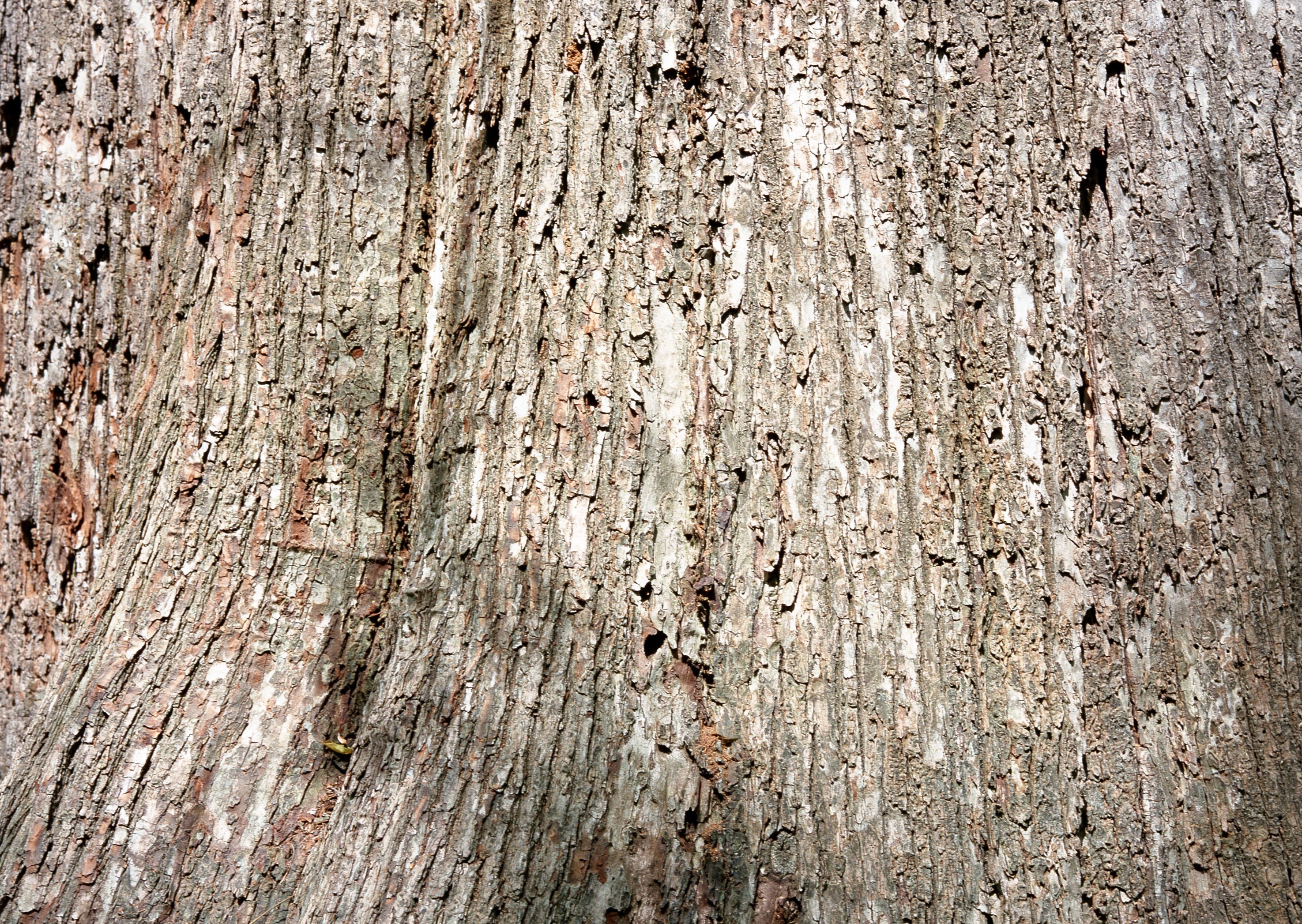 close-up of tree bark texture