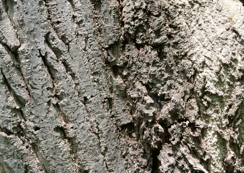 close-up of tree bark texture