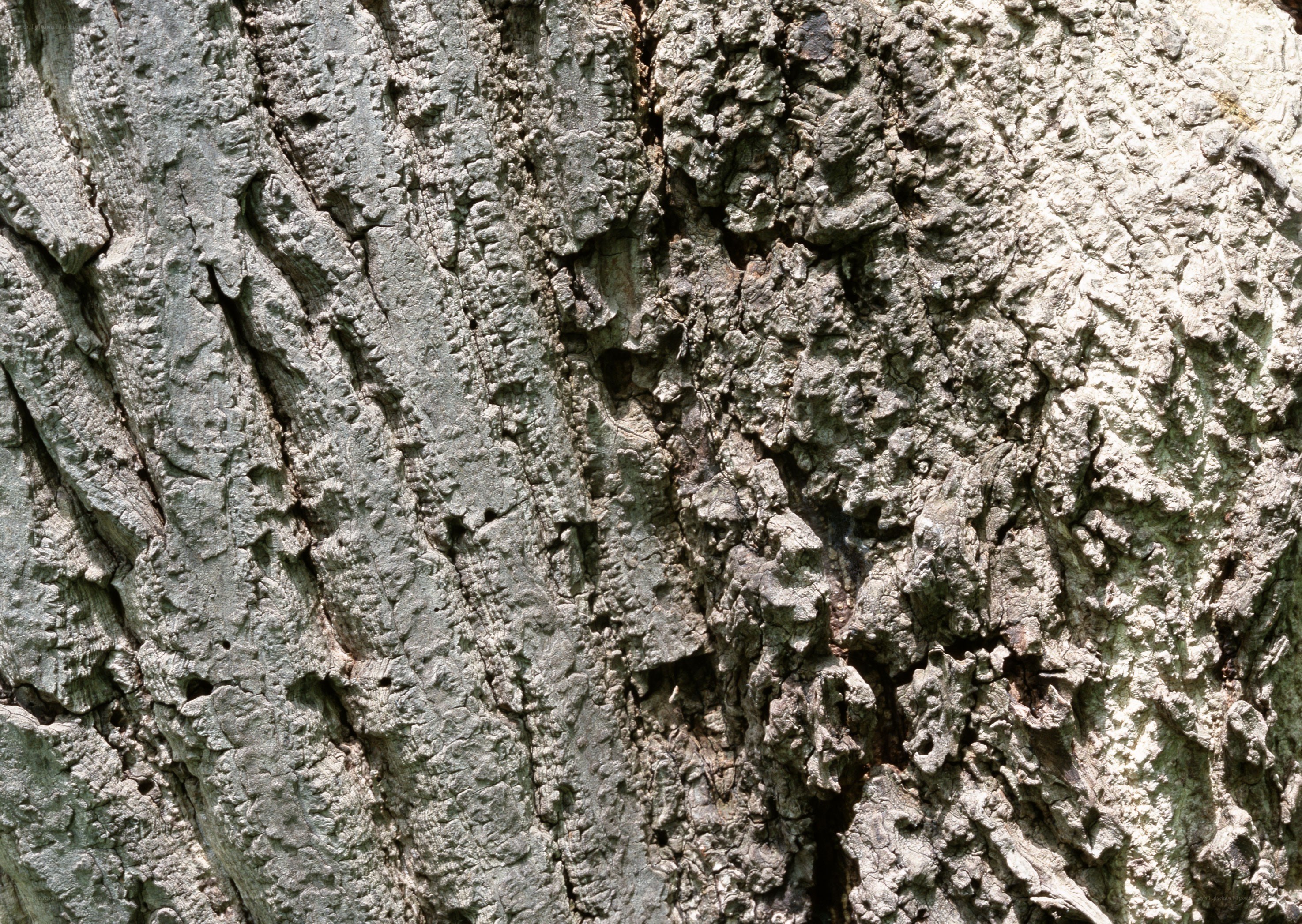 close-up of tree bark texture