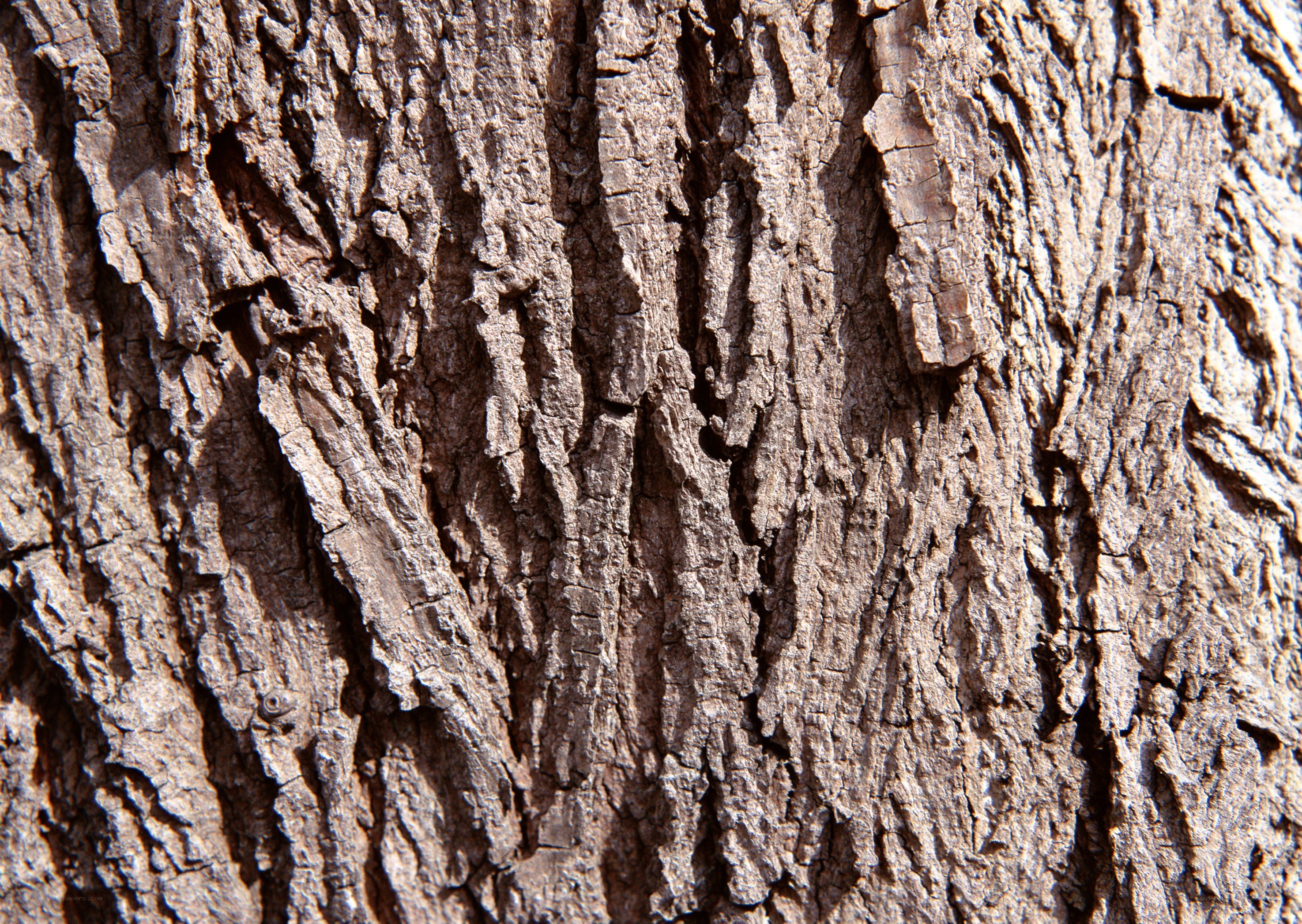 close-up of tree bark texture