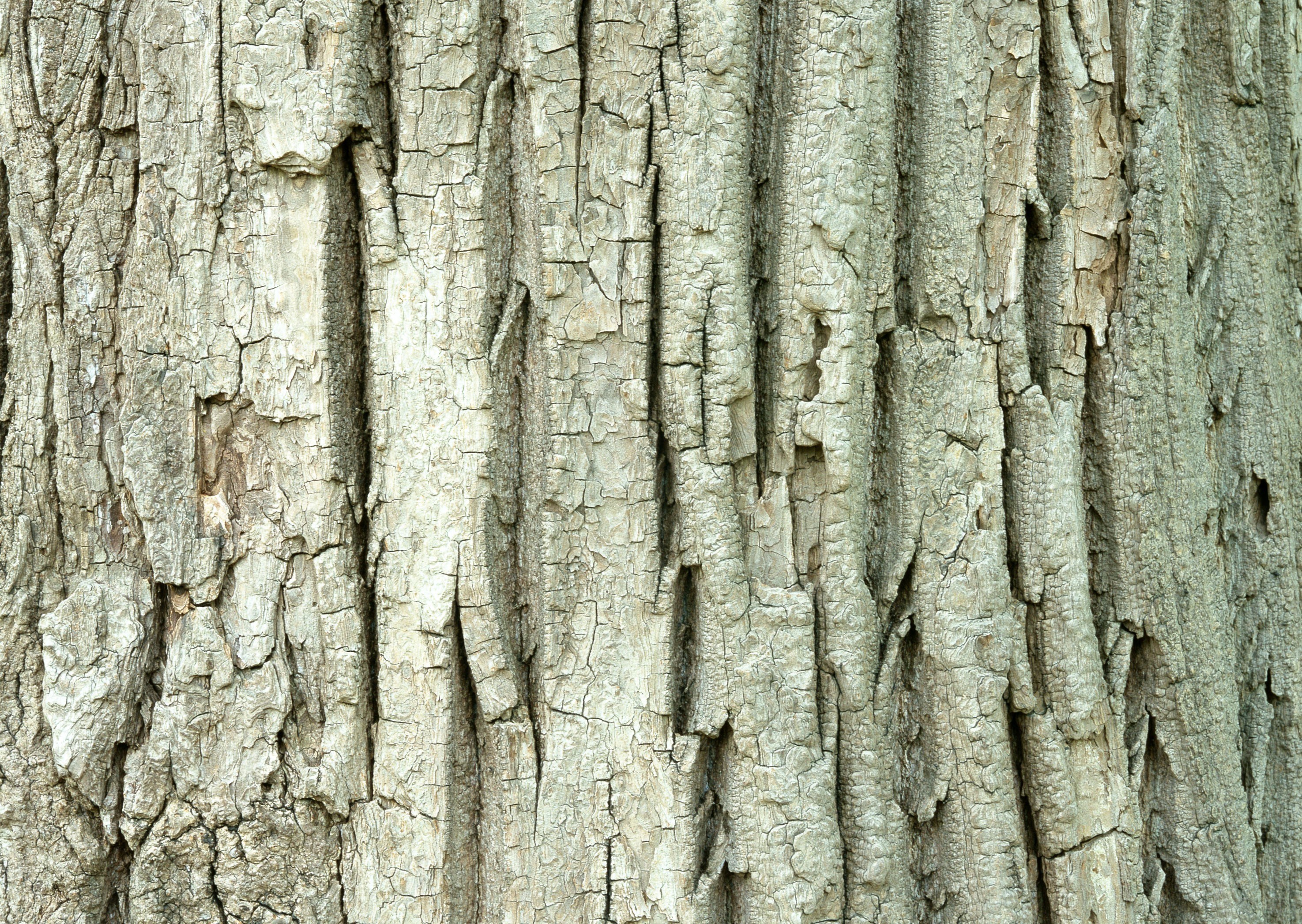 close-up of tree bark texture