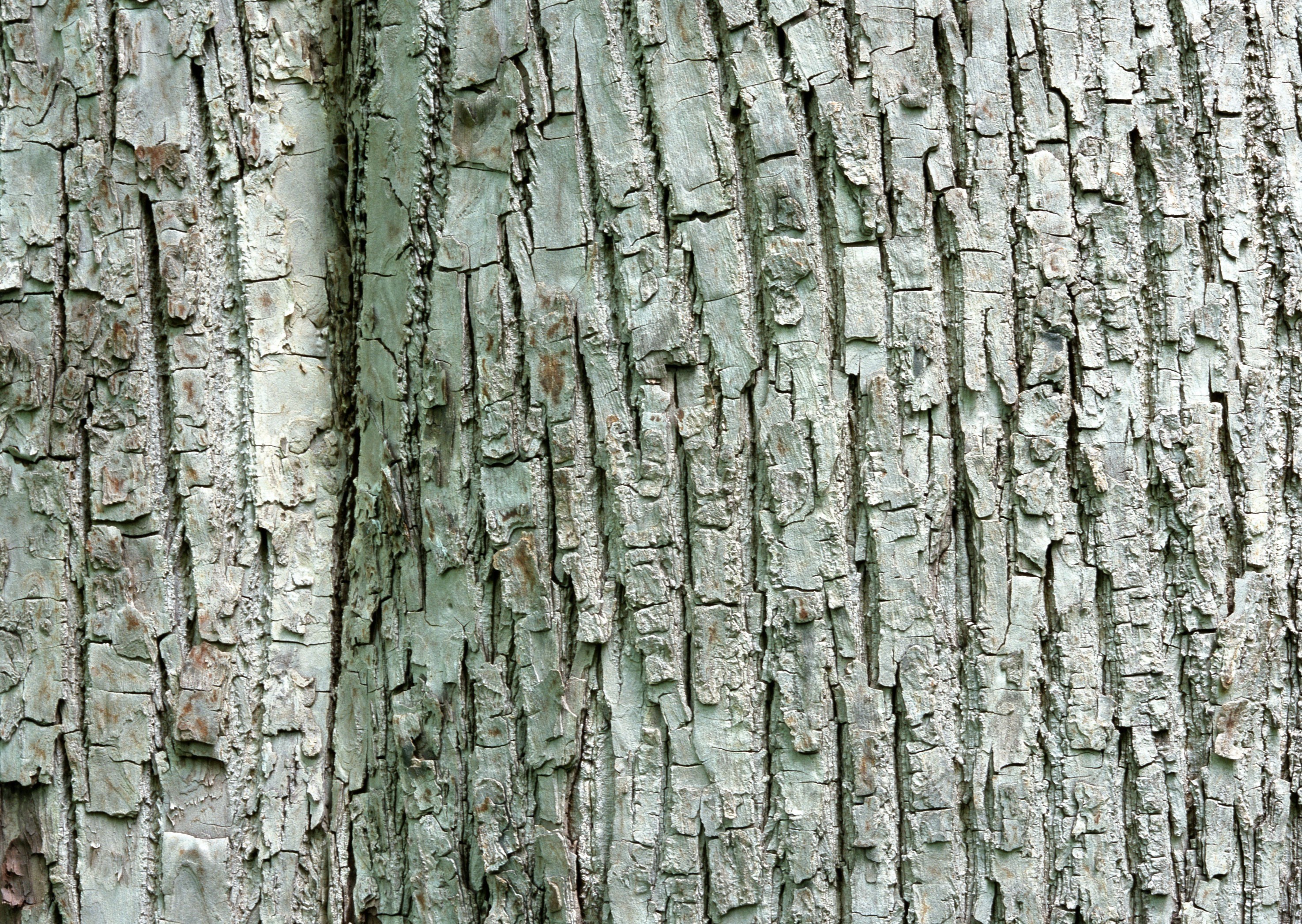 close-up of tree bark texture