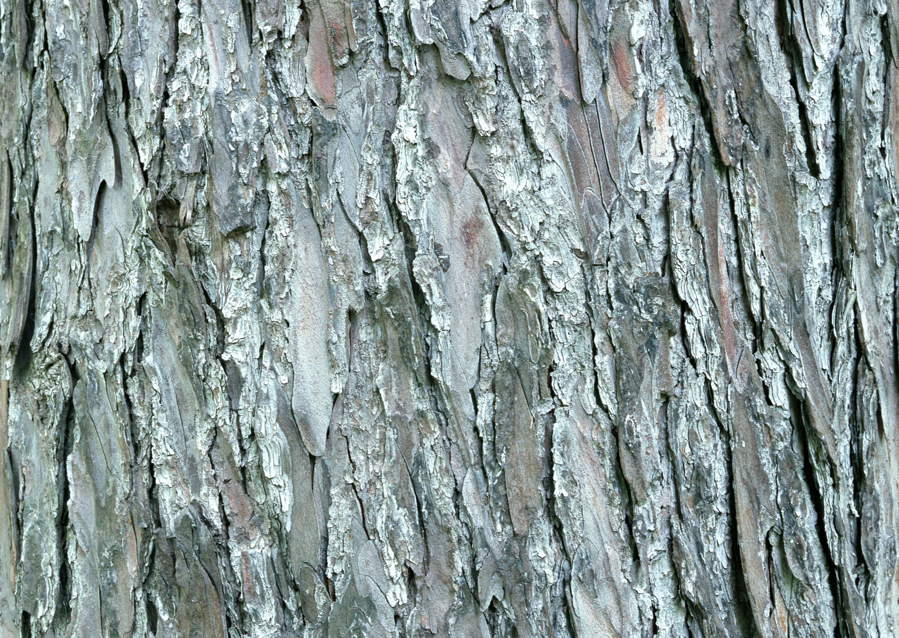 close-up of tree bark texture