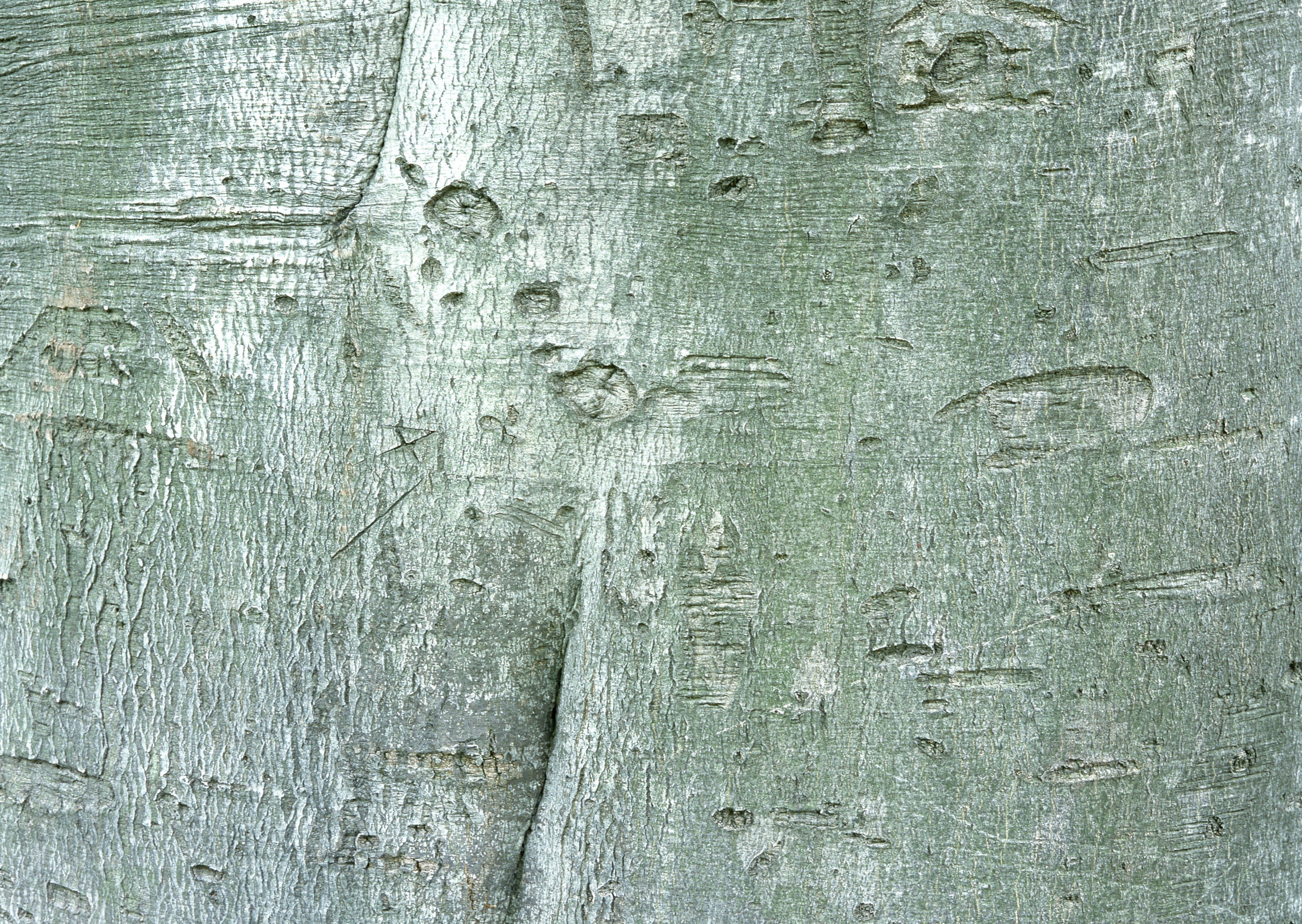 close-up of tree bark texture