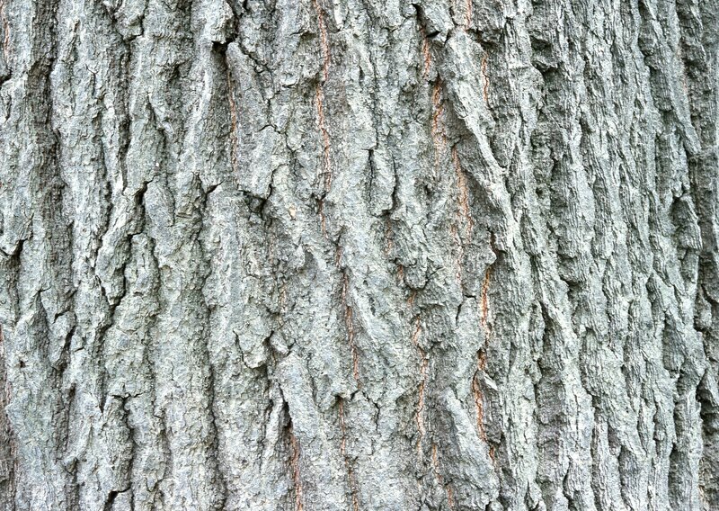 close-up of tree bark texture