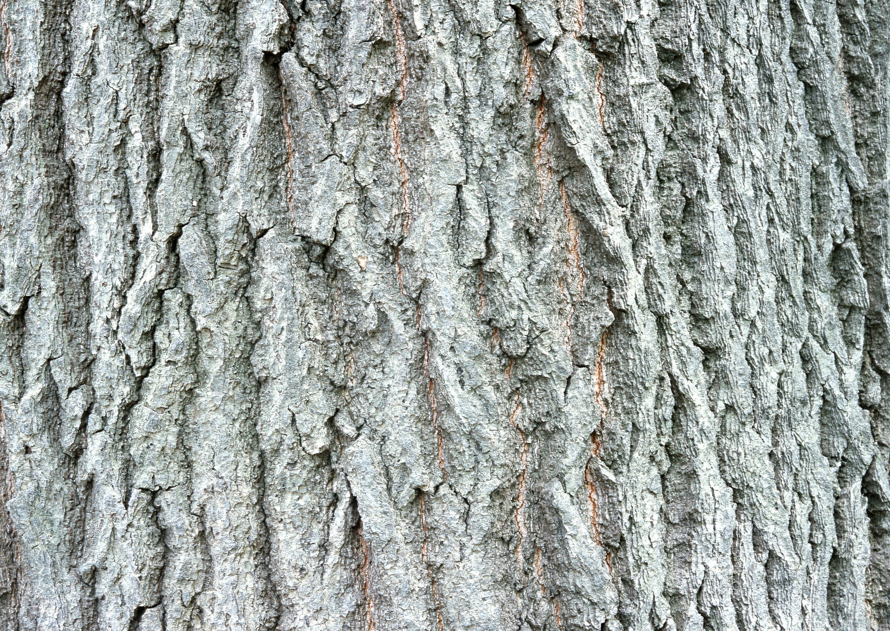 close-up of tree bark texture