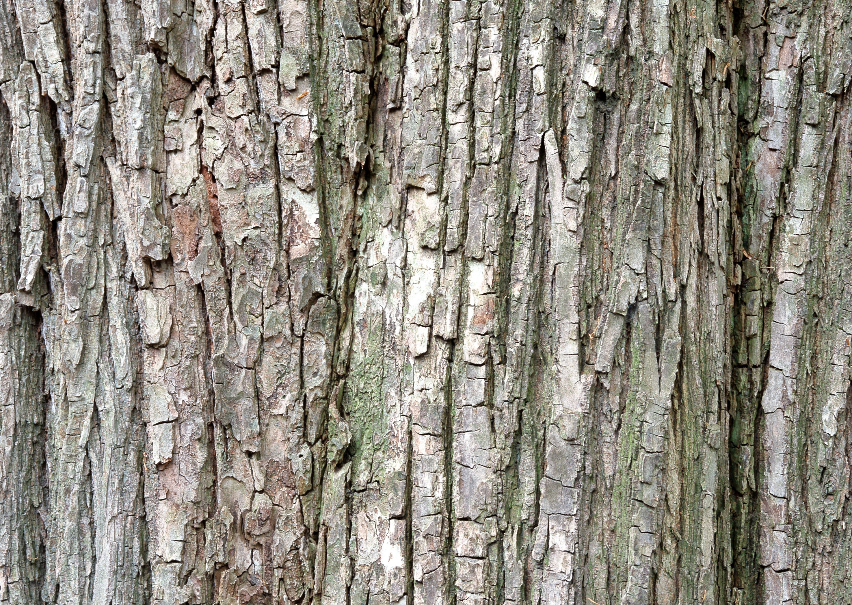 close-up of tree bark texture
