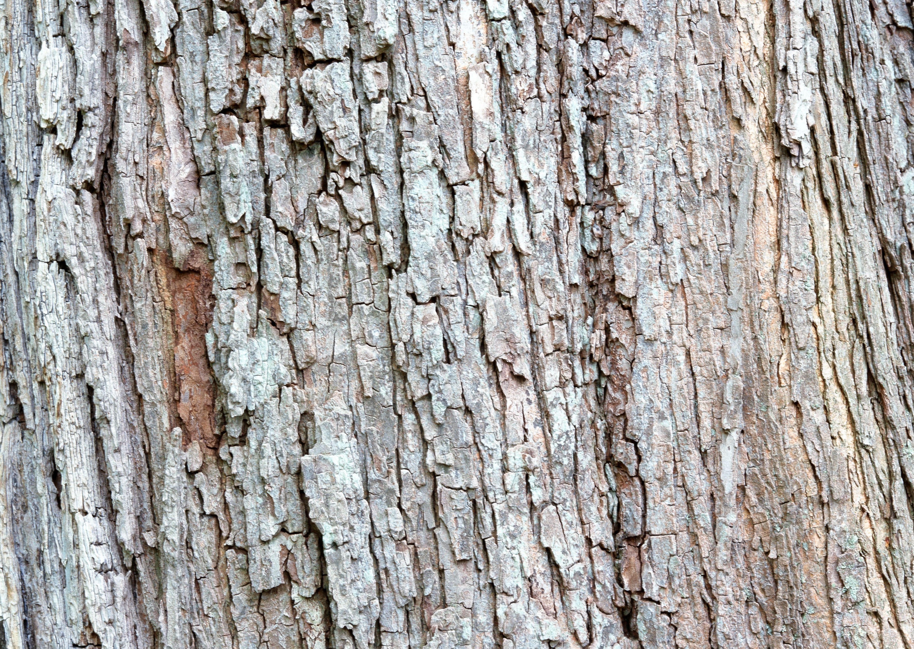 close-up of tree bark texture