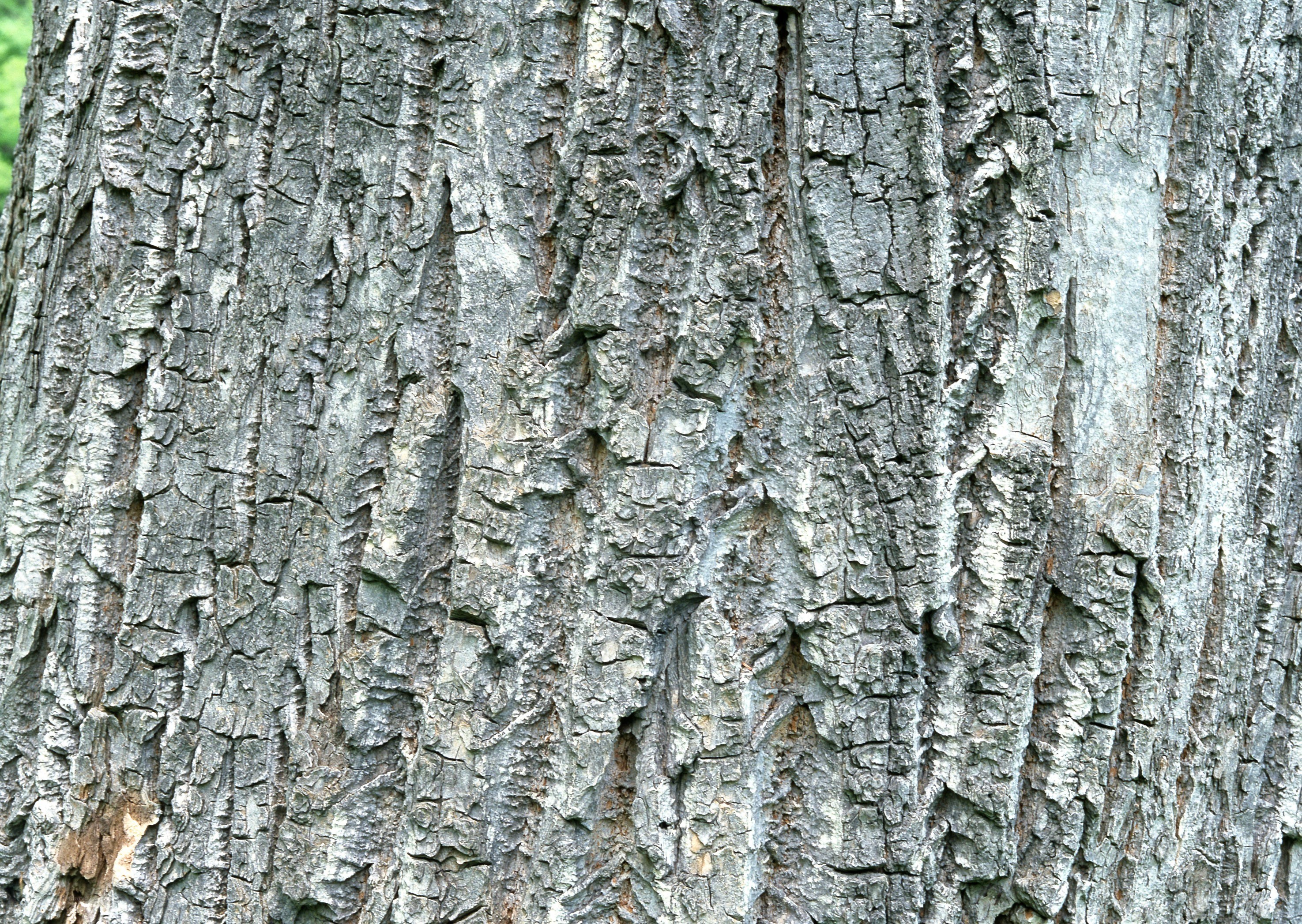 close-up of tree bark texture