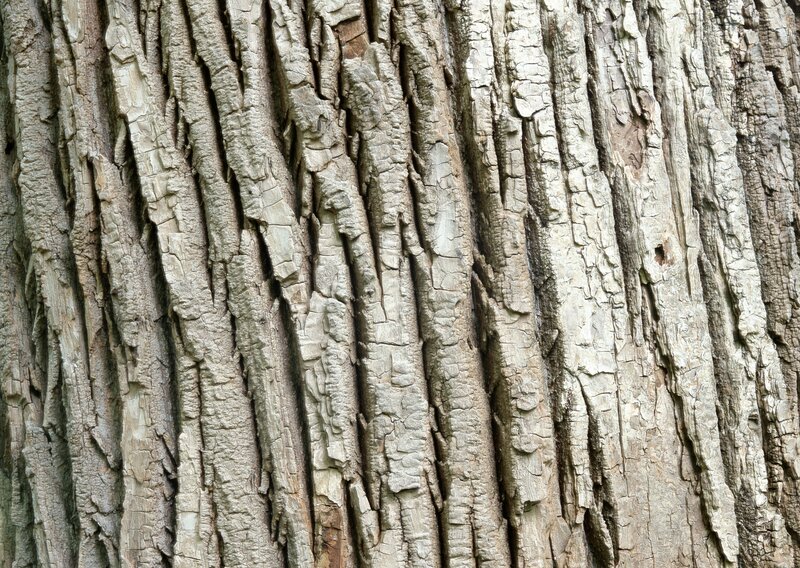 close-up of tree bark texture