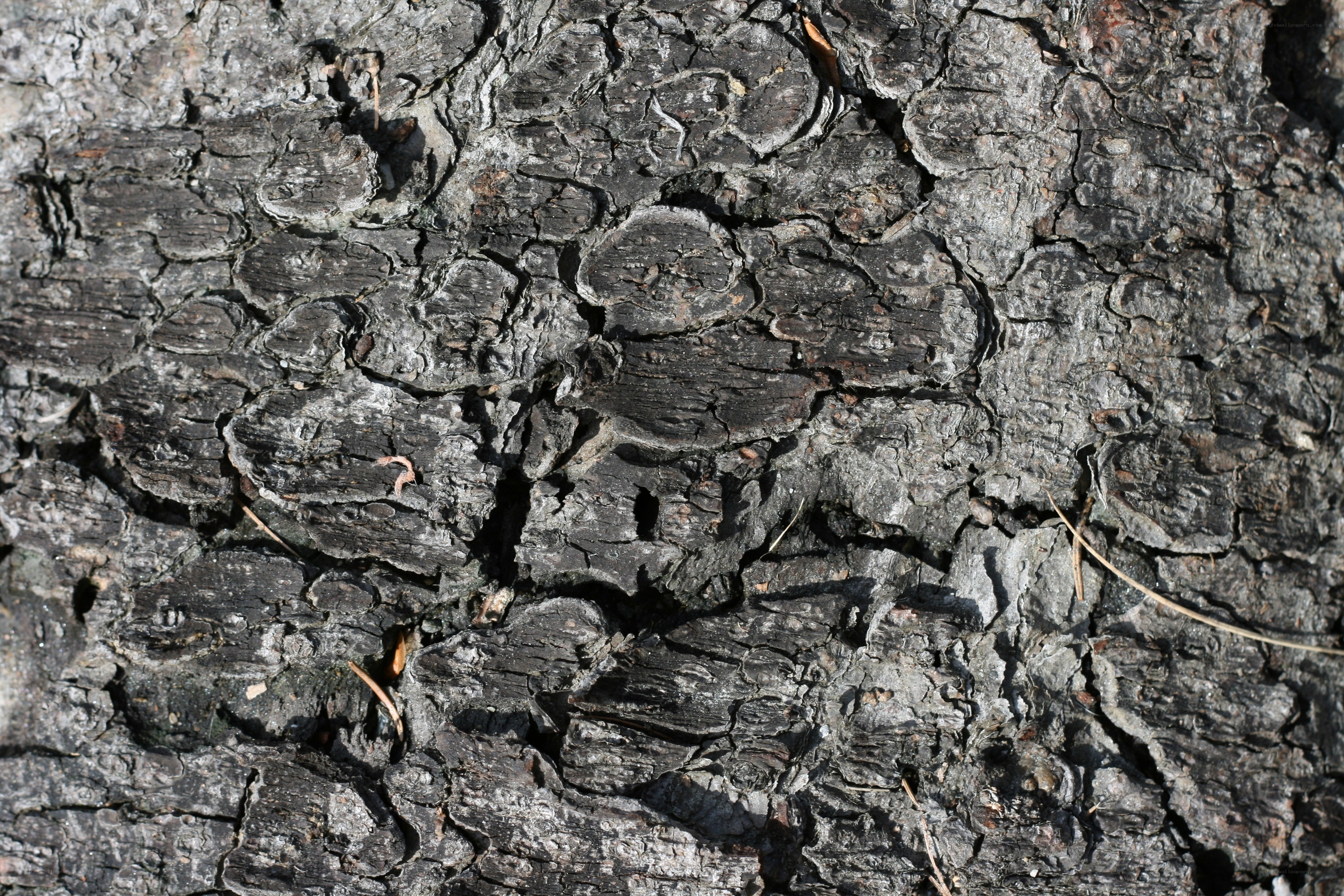 close-up of tree bark texture