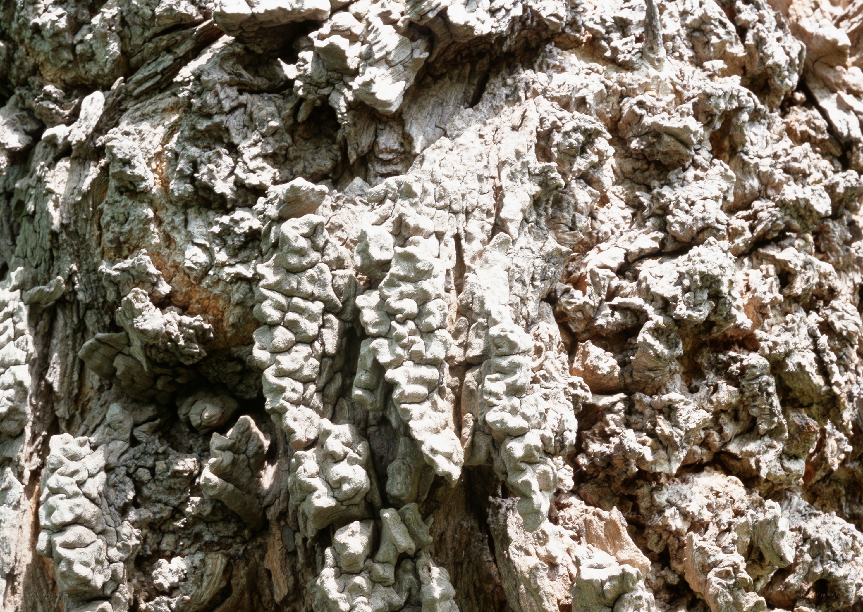 close-up of tree bark texture