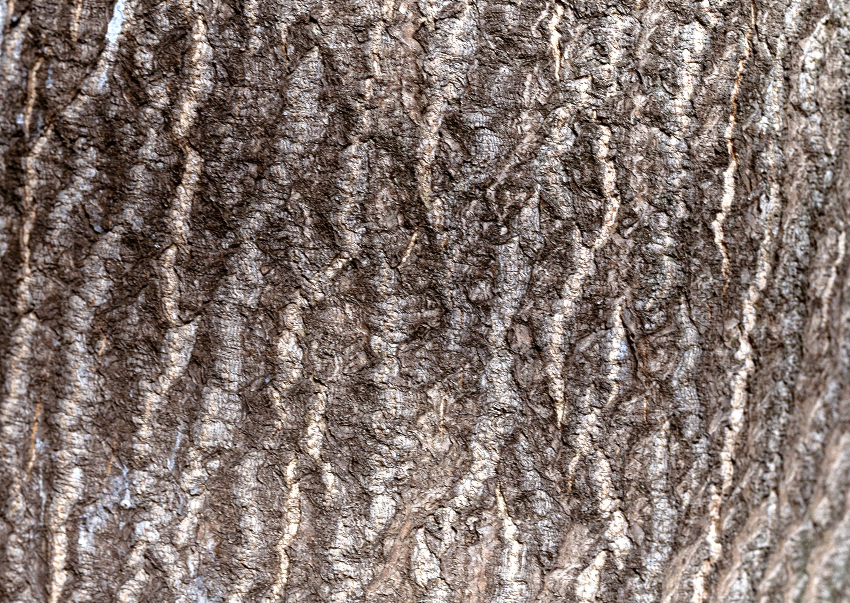 close-up of tree bark texture