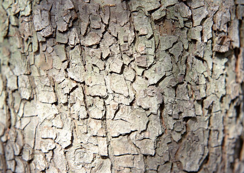 close-up of tree bark texture