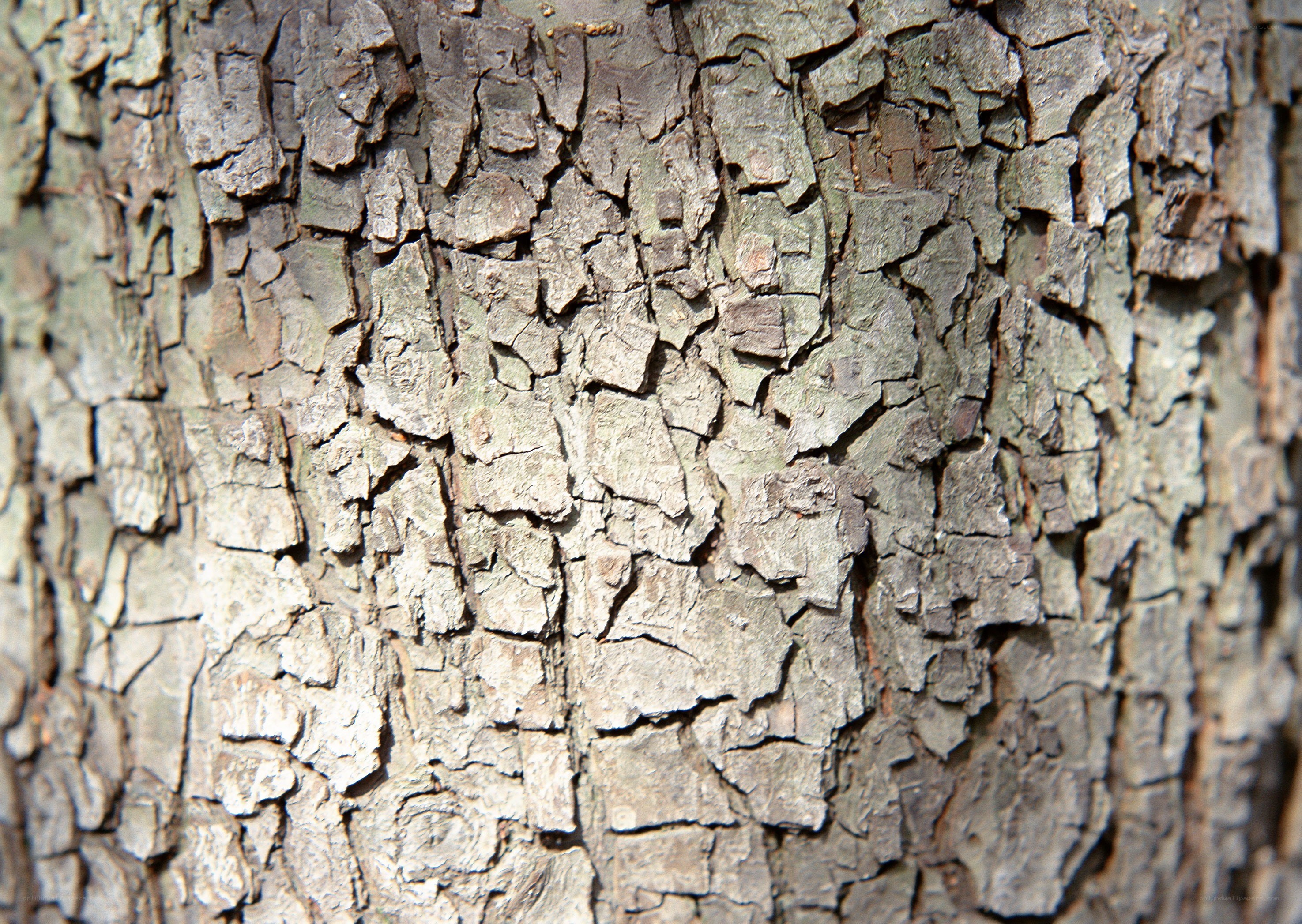 close-up of tree bark texture