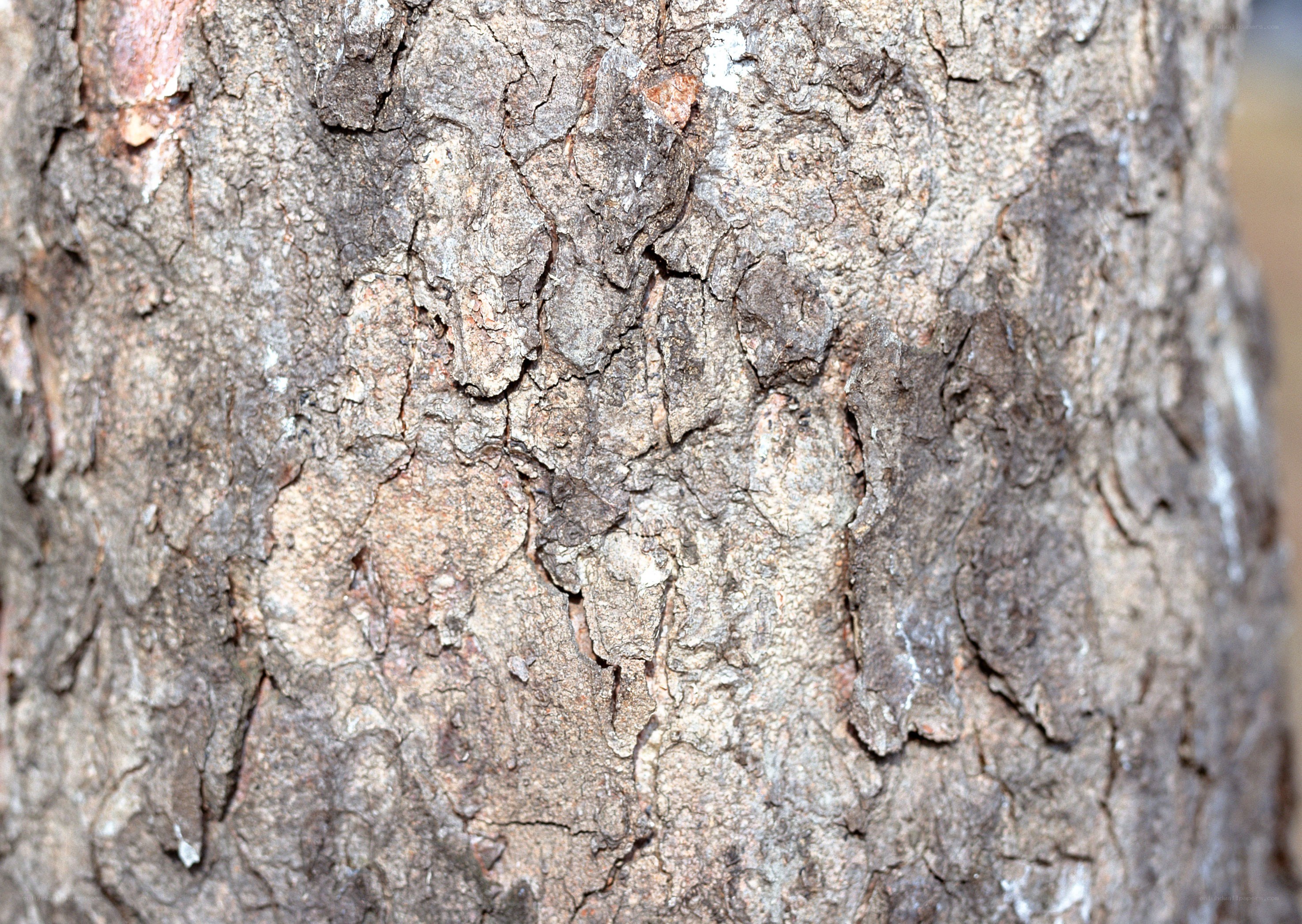 close-up of tree bark texture