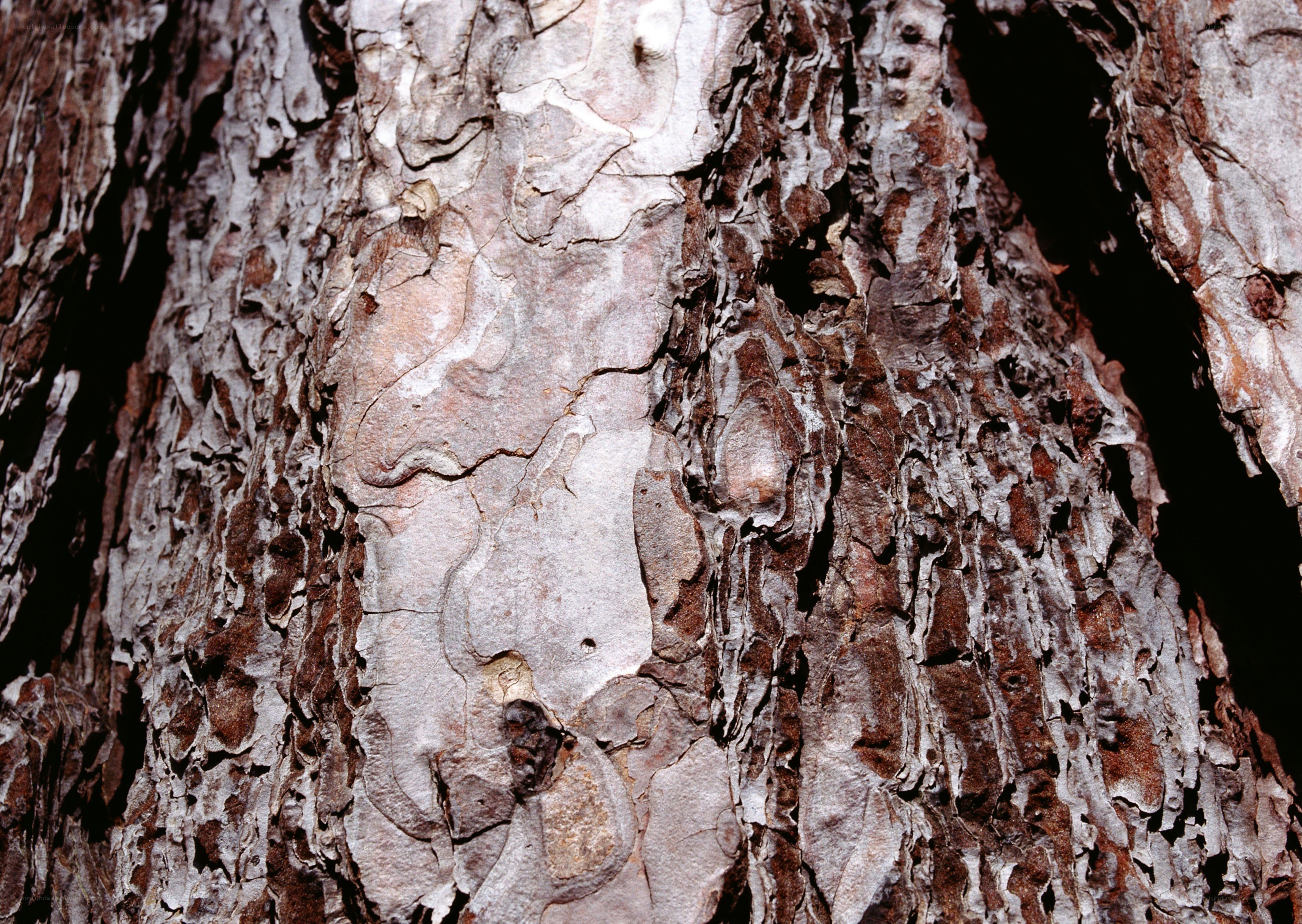 close-up of tree bark texture