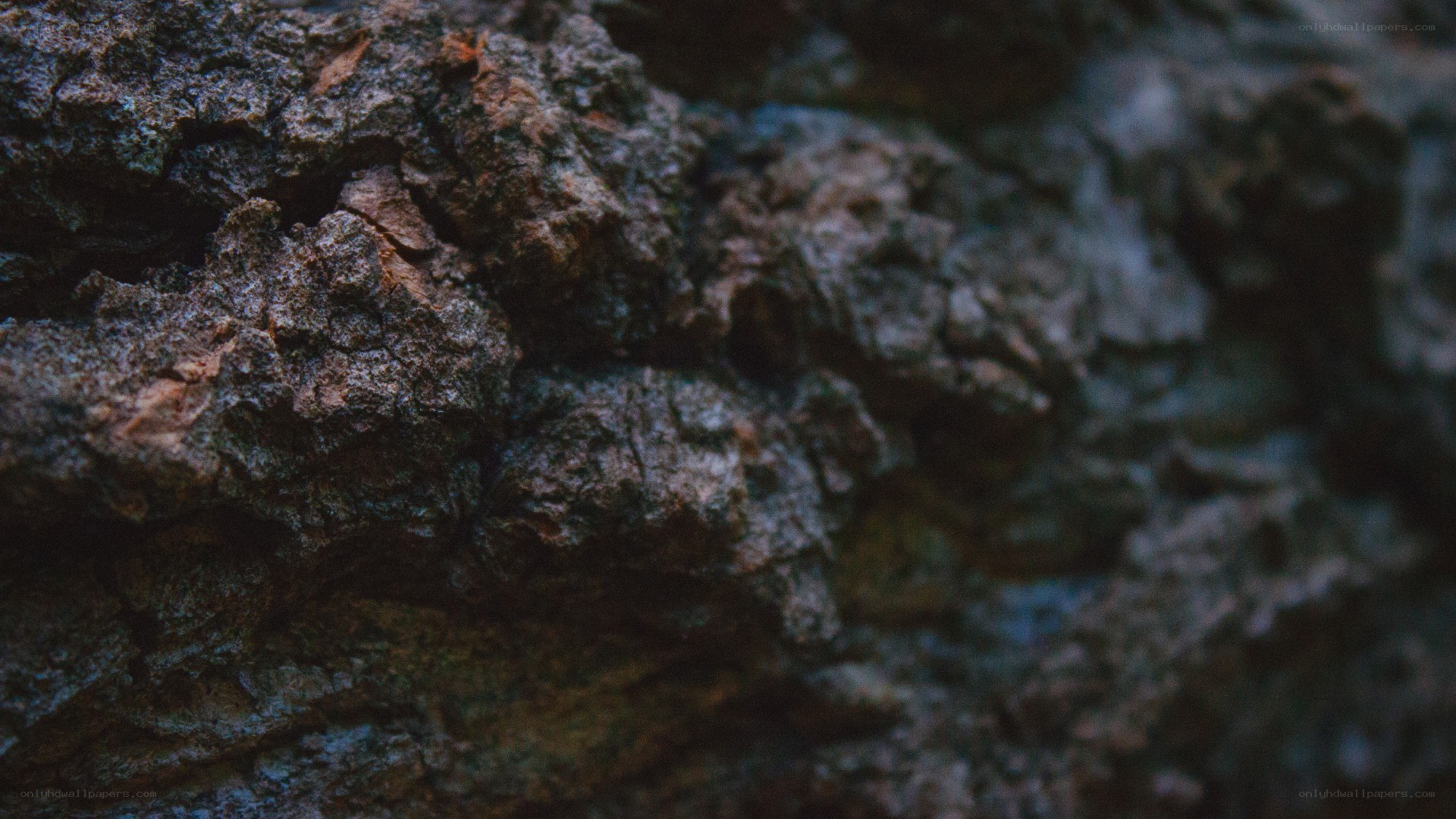 close-up of tree bark texture