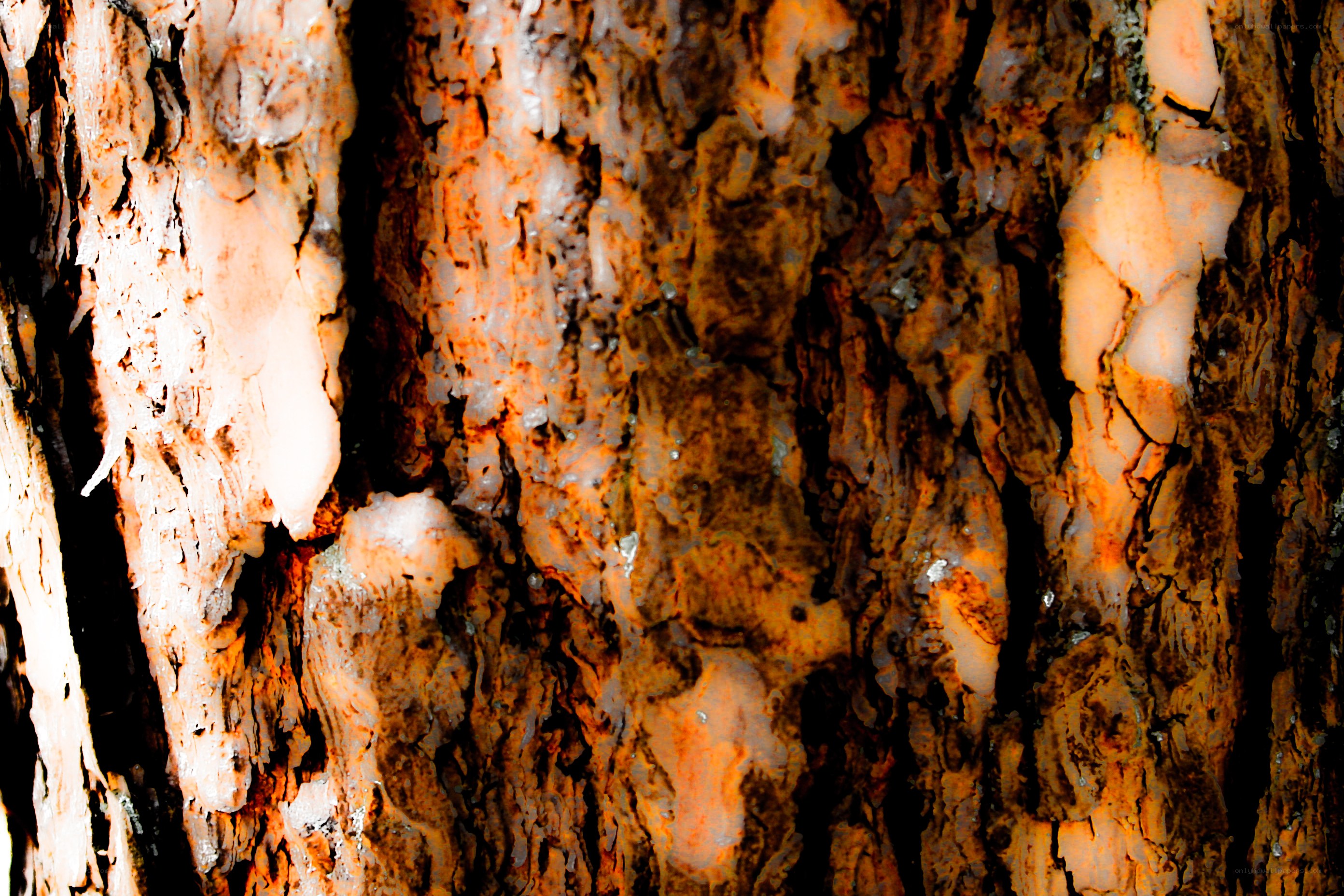 close-up of tree bark texture