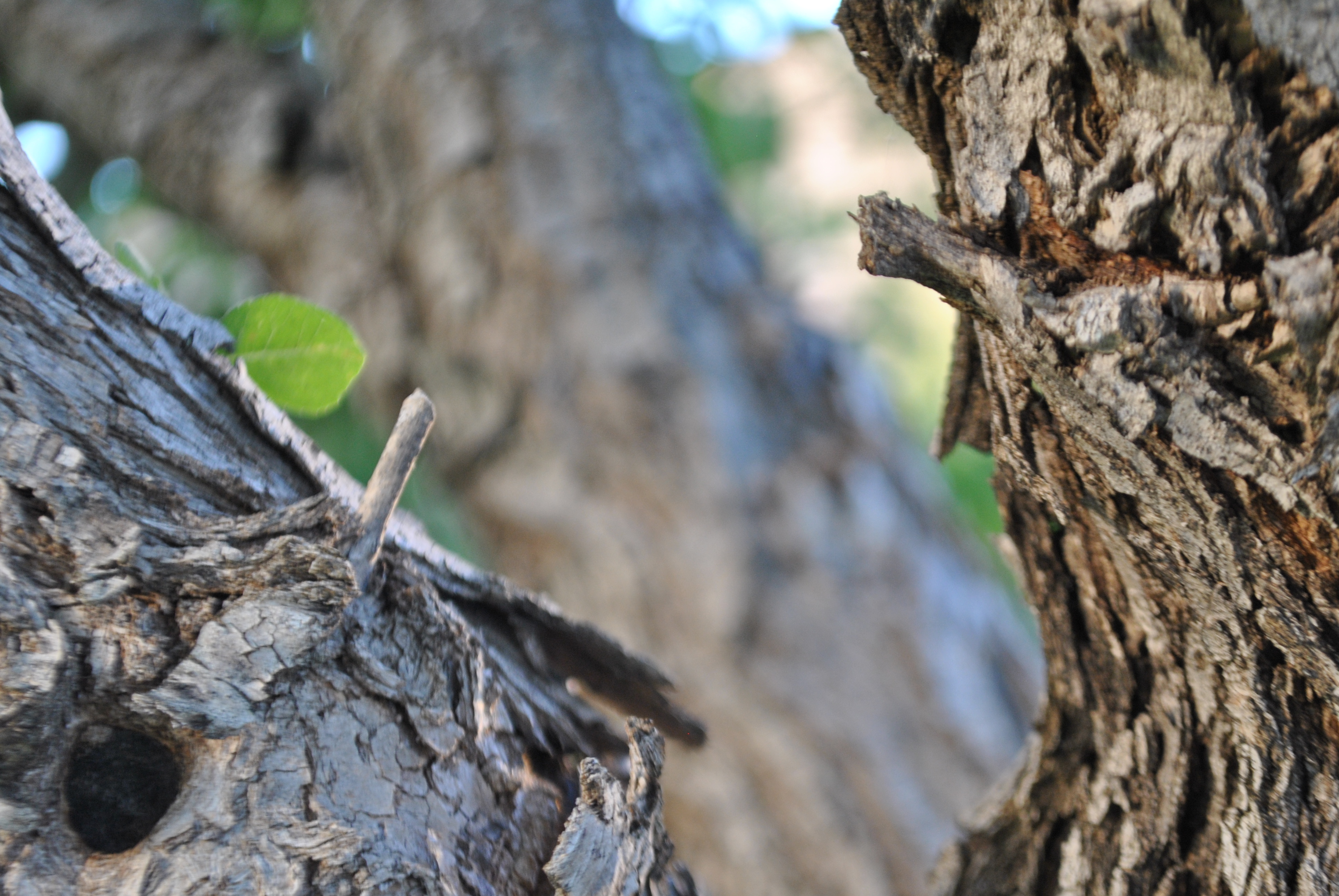 close-up of tree bark texture