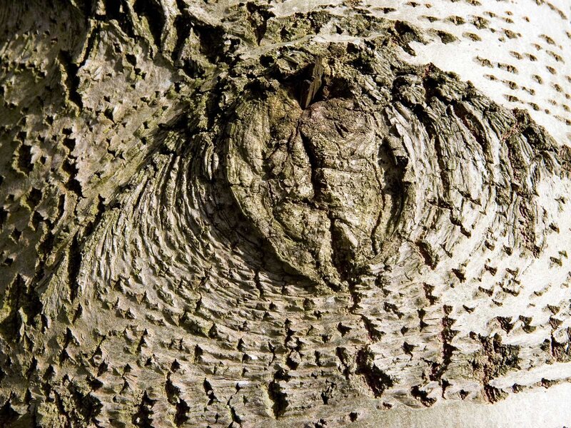 close-up of tree bark texture