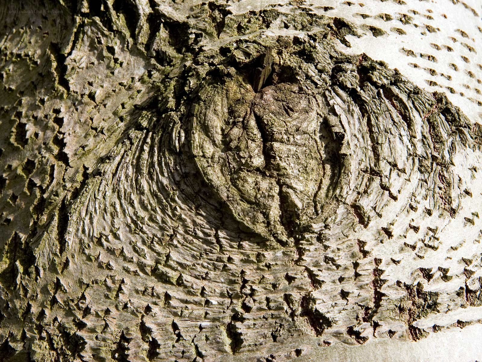 close-up of tree bark texture