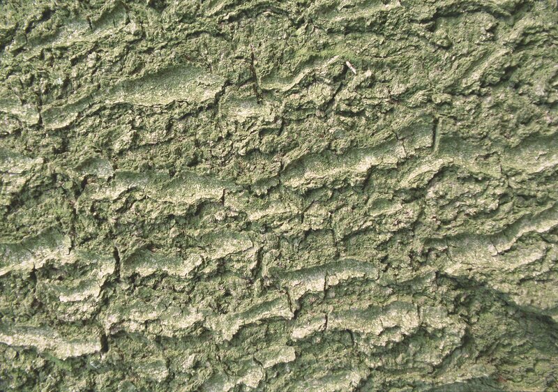close-up of tree bark texture