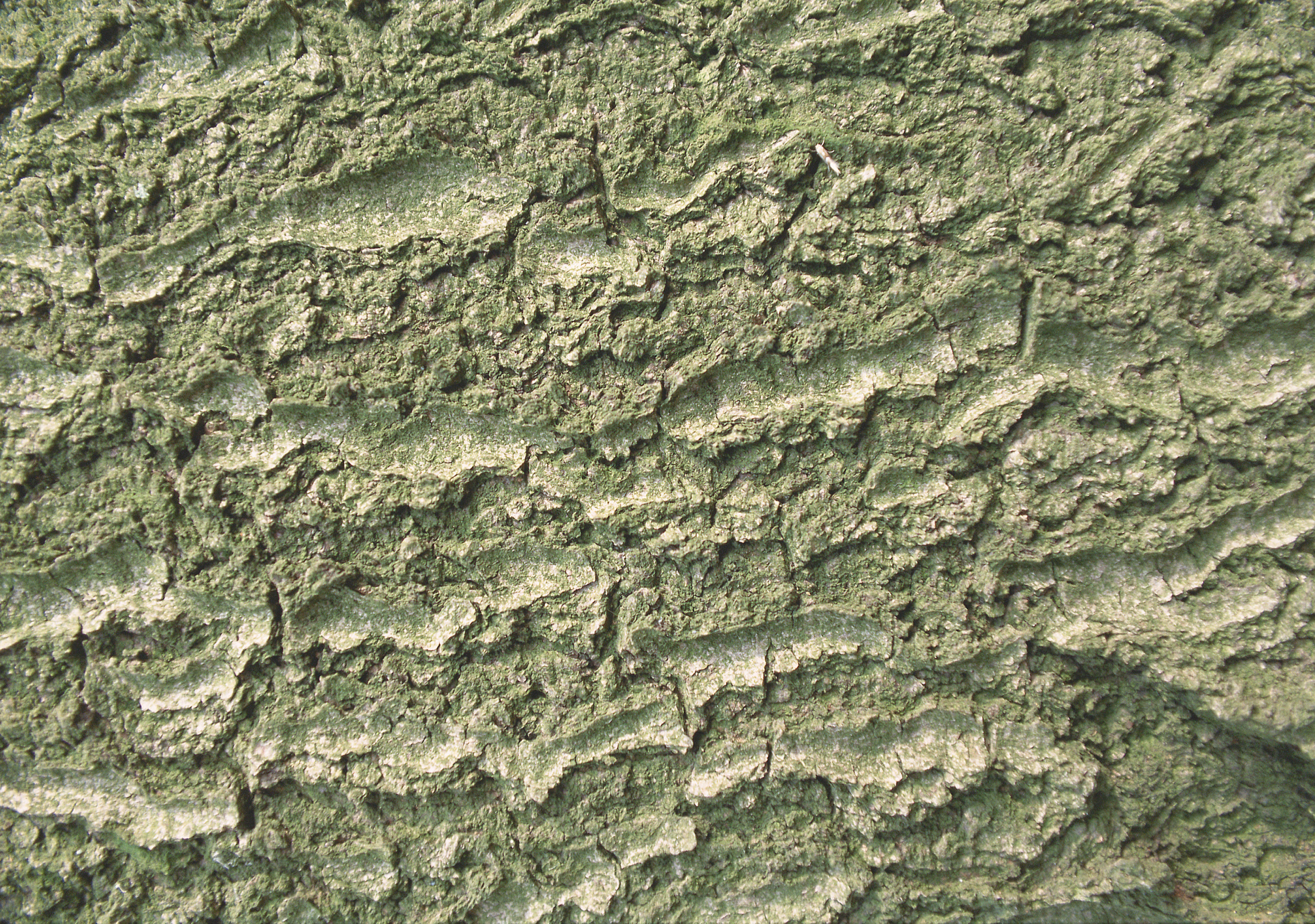 close-up of tree bark texture