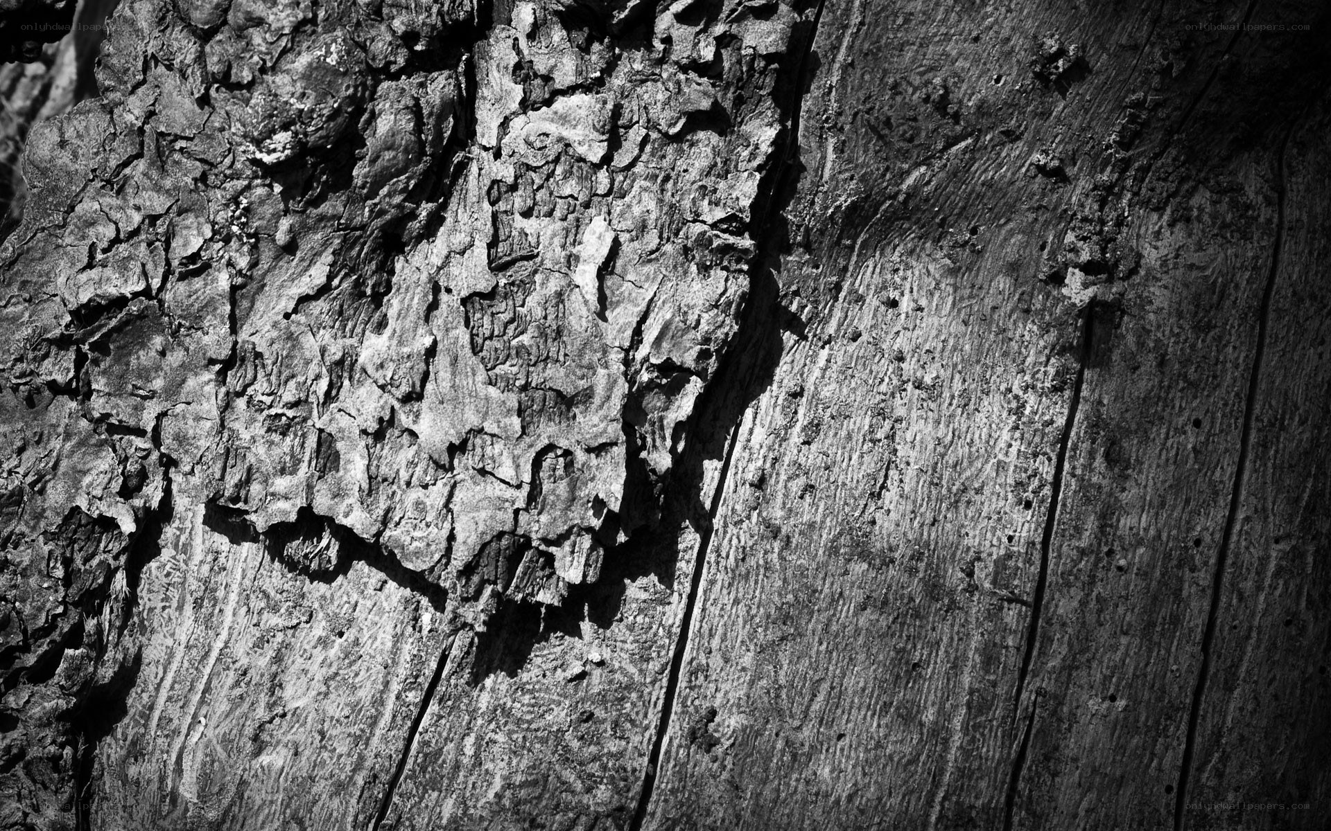 close-up of tree bark texture