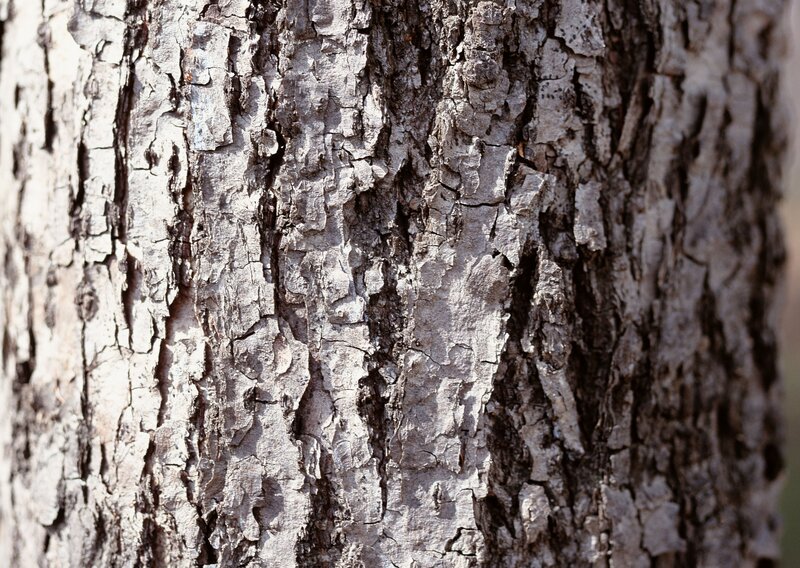 Close-up of Tree Bark — Tree Bark