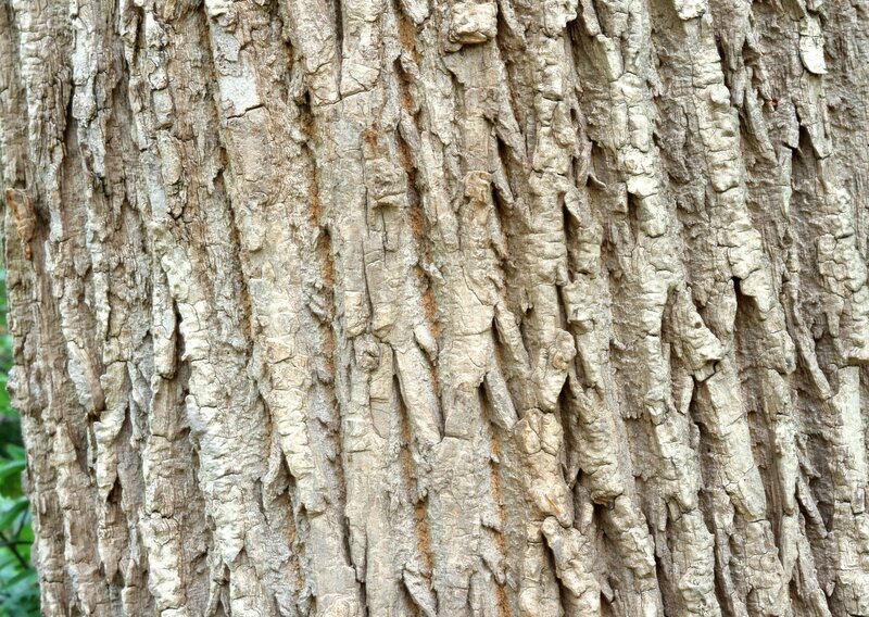 Close-up of Tree Bark — Tree Trunk